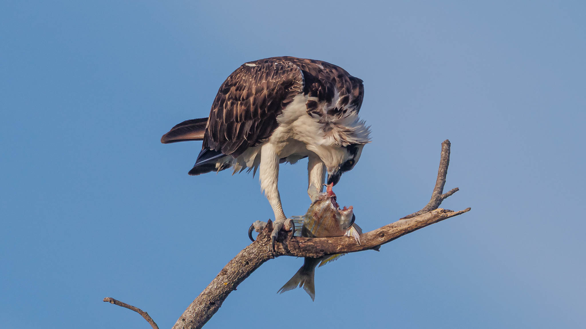 Osprey - Breakfast