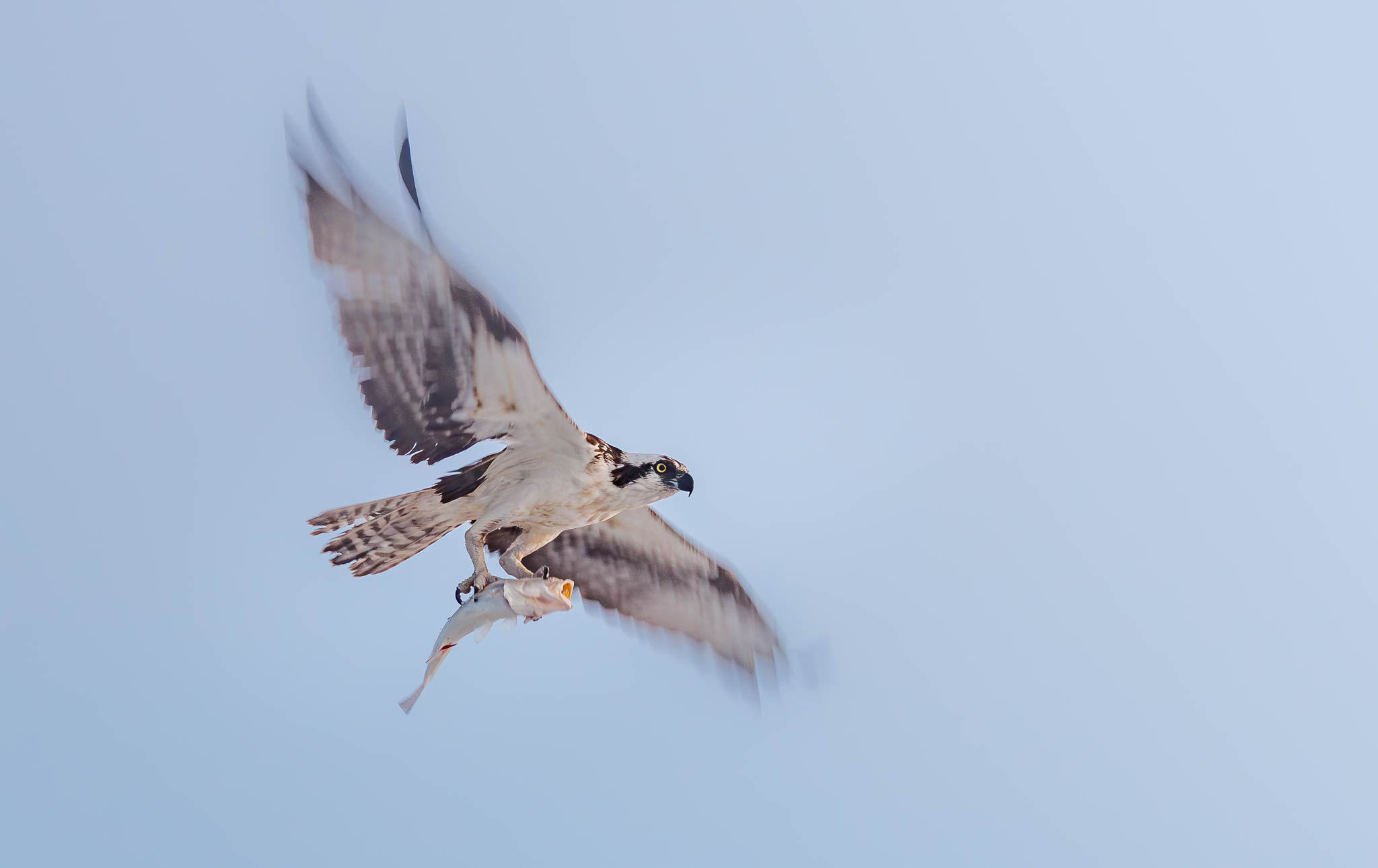 Osprey - Morning Catch