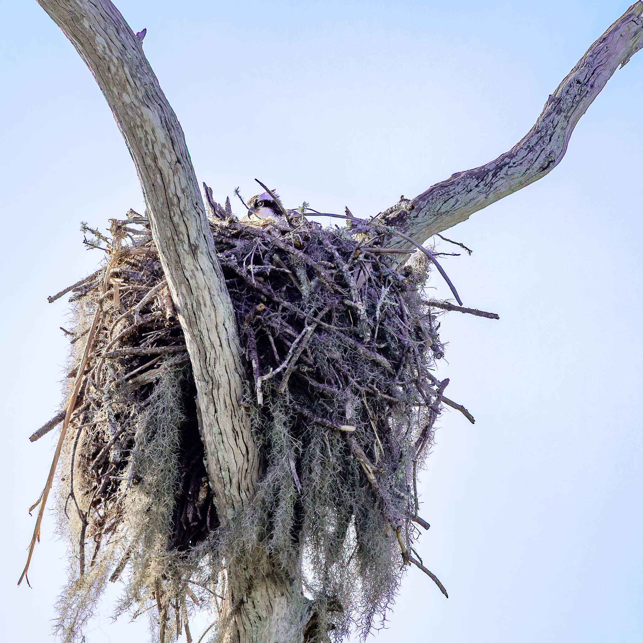 Osprey - Osprey Citadel