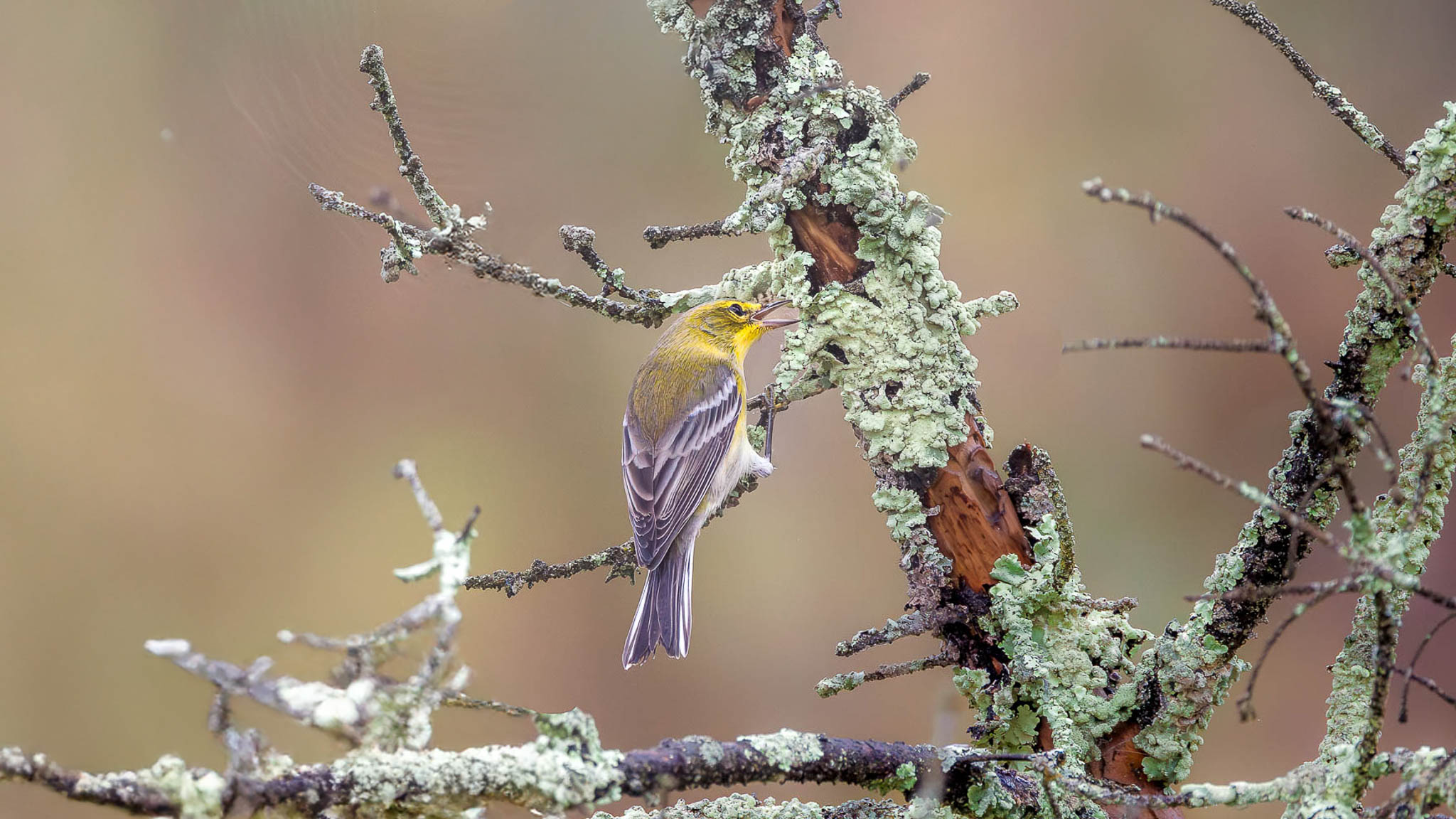 Pine Warbler - Lichen And Song