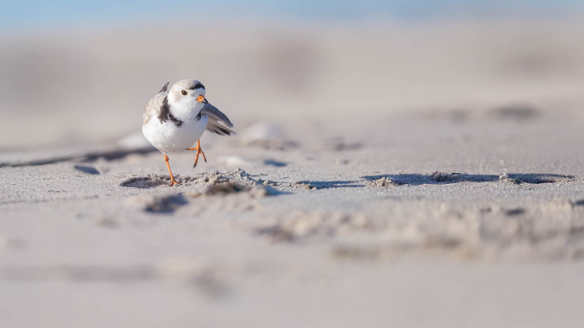 Piping Plover - In Pursuit