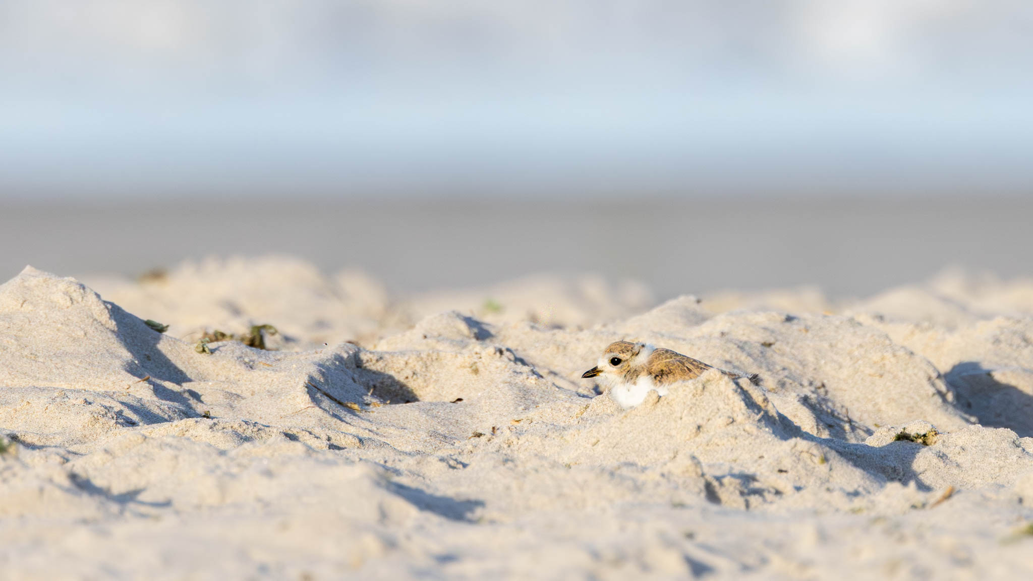 Piping Plover - Hidden In Plain Sight