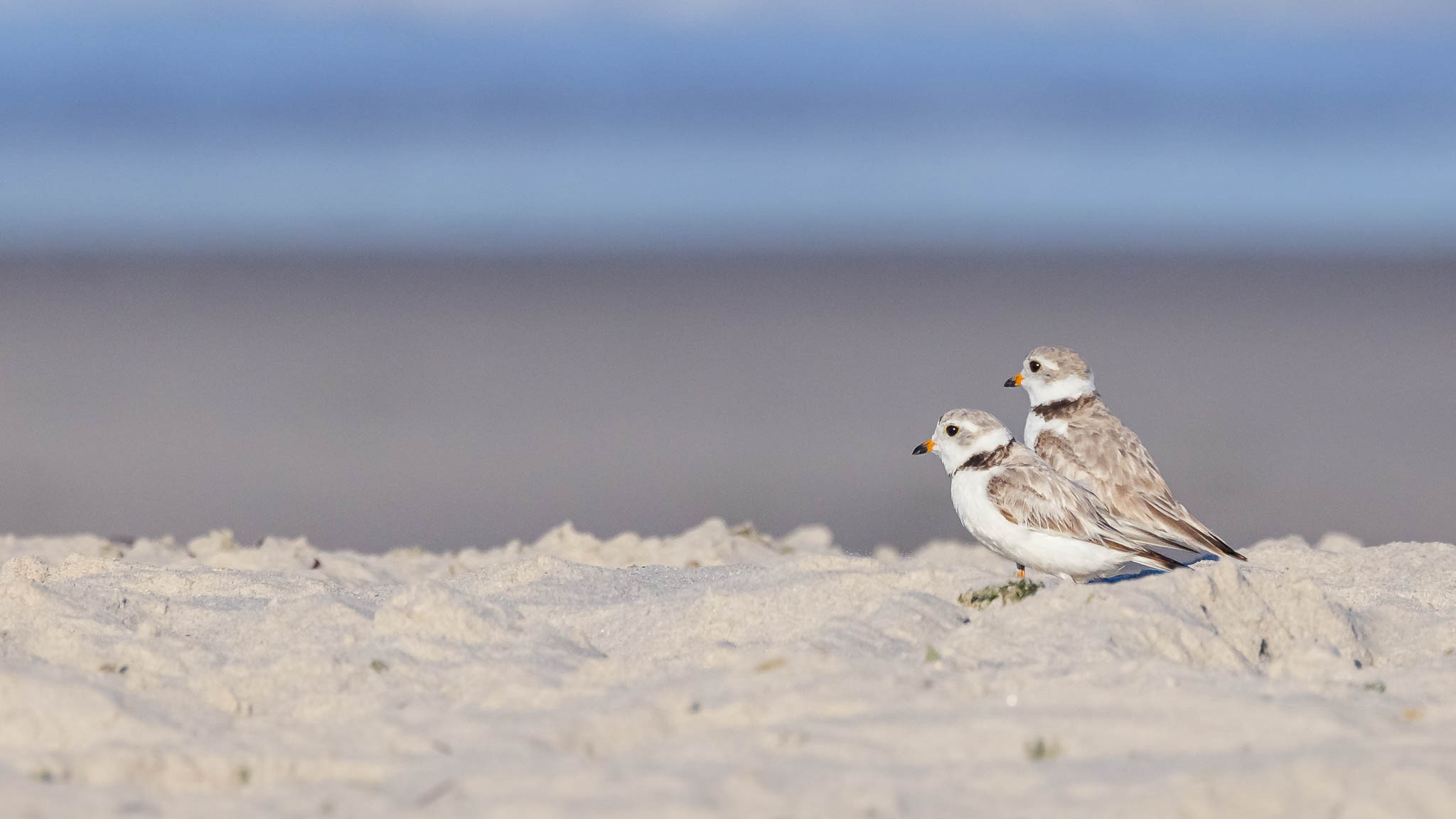 Piping Plover - Keeping Watch Together