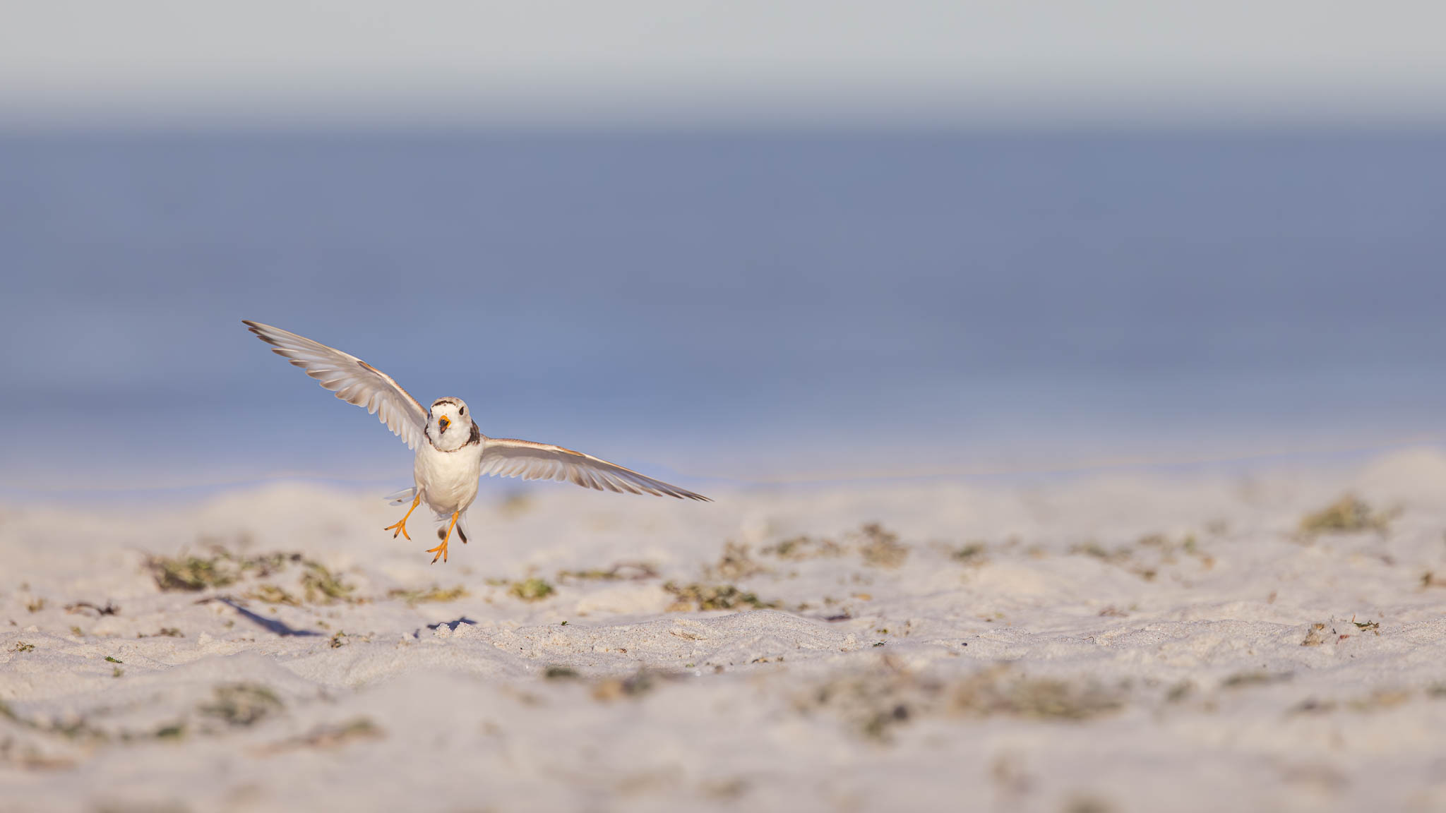 Piping Plover - Soft Landing