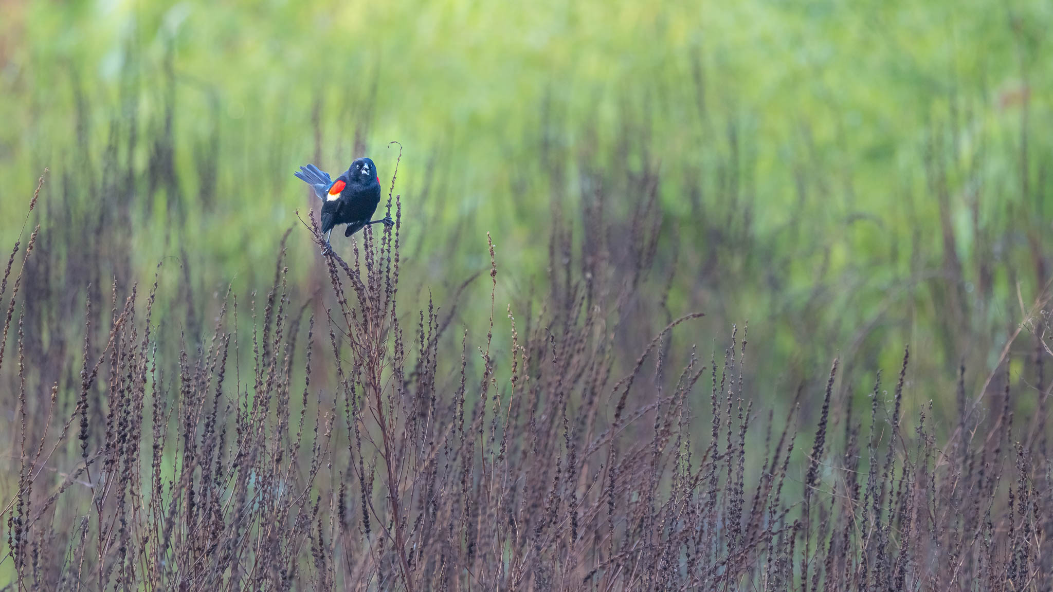 Red Winged Blackbird - Balancing Act