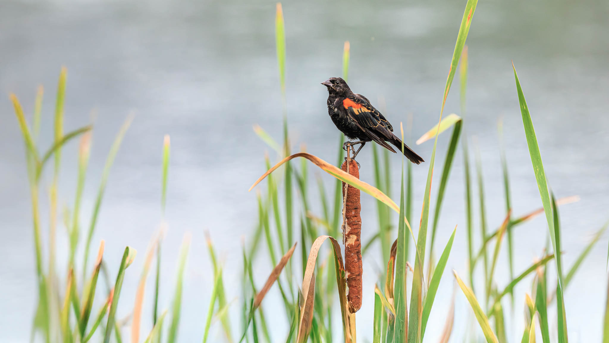 Red Winged Blackbird - Marsh Sentinel