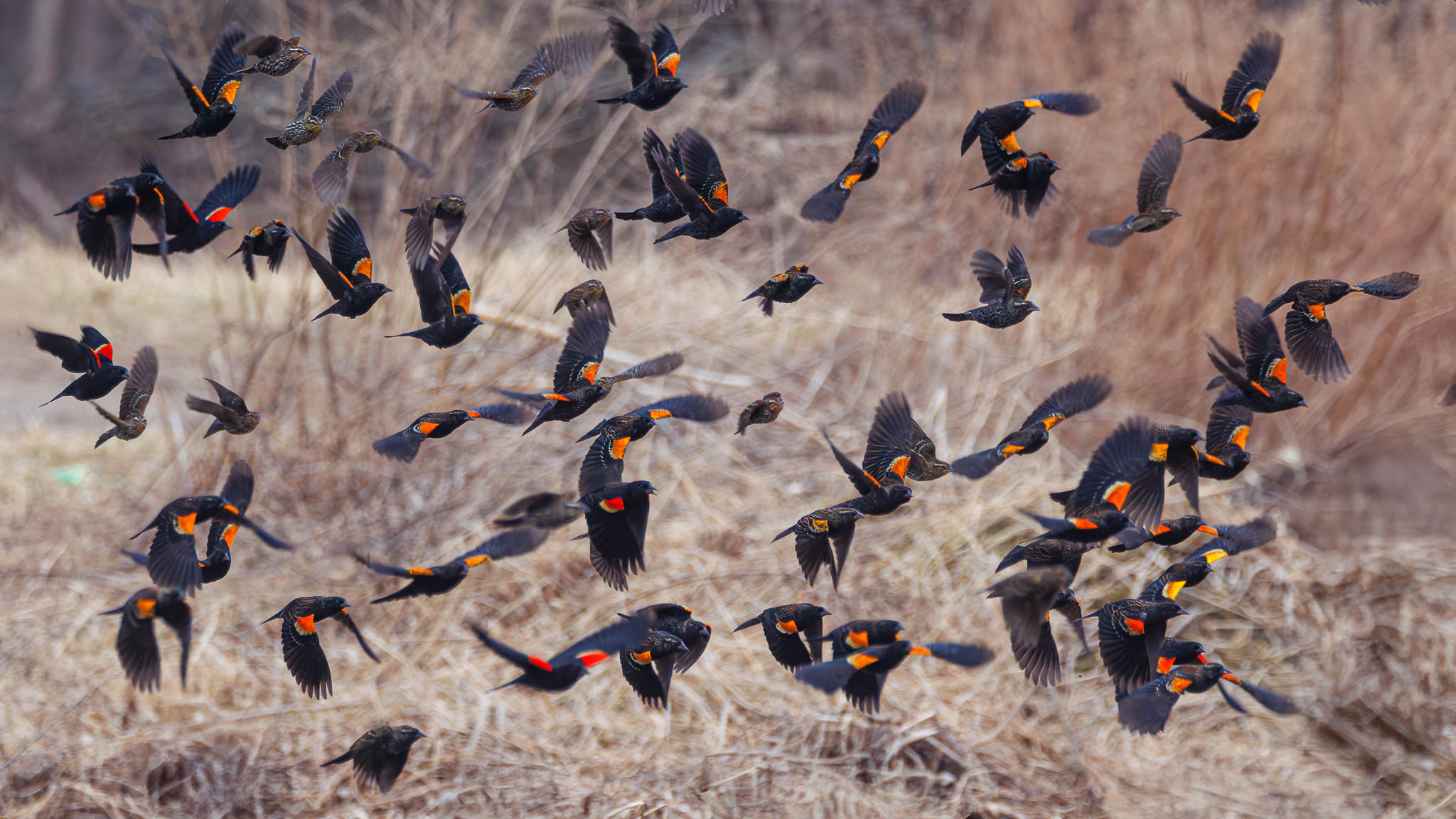 Red-winged Blackbird - Flashes Of Red