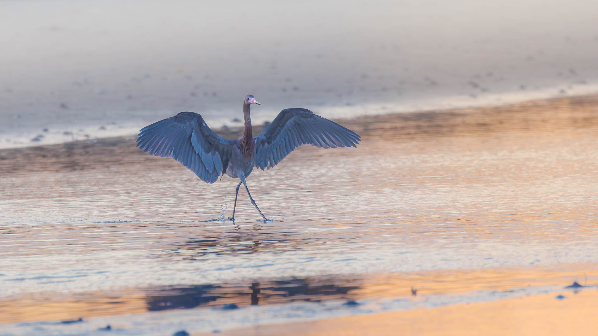 Reddish Egret - Glorious Morning