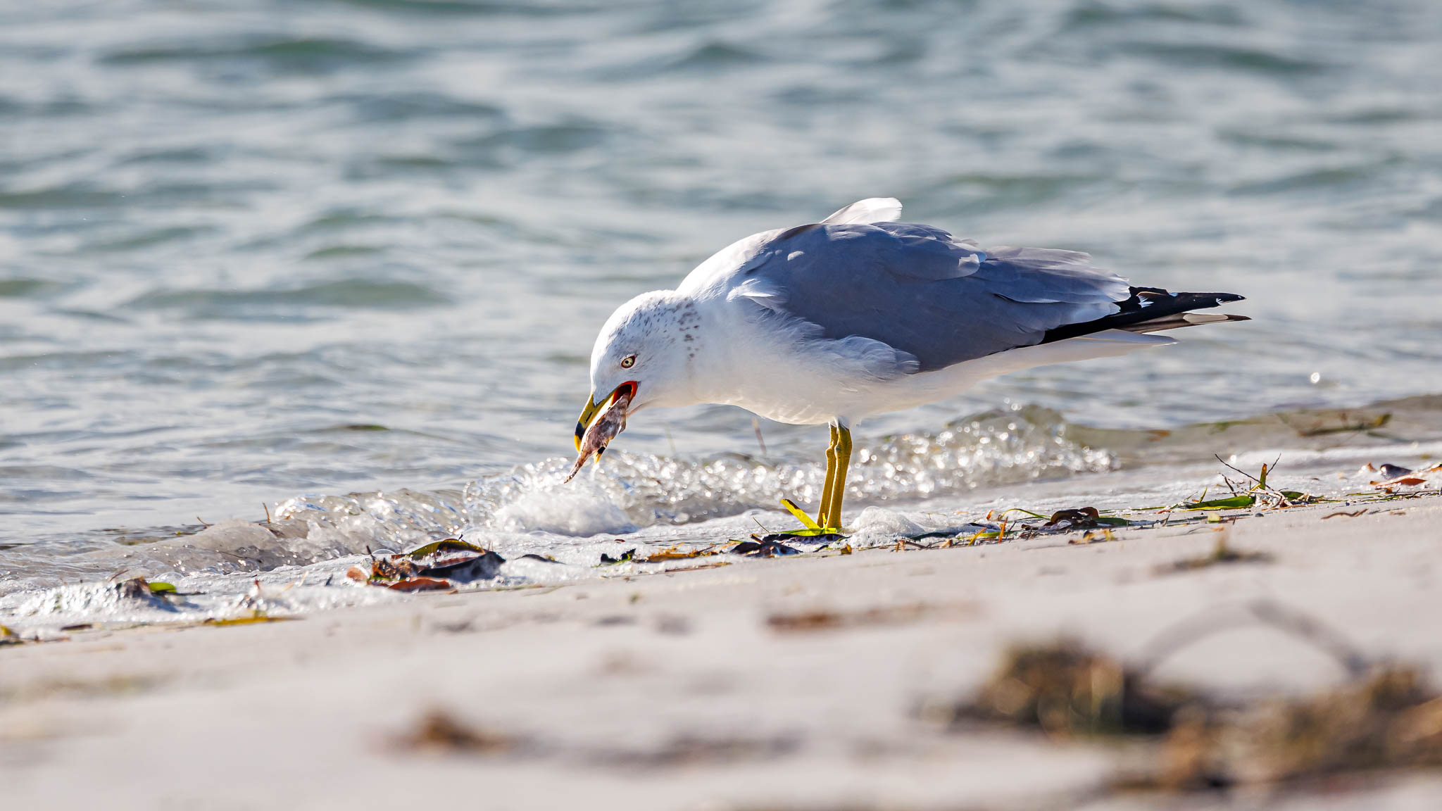 Ring-billed Gull - Meal In The Surf