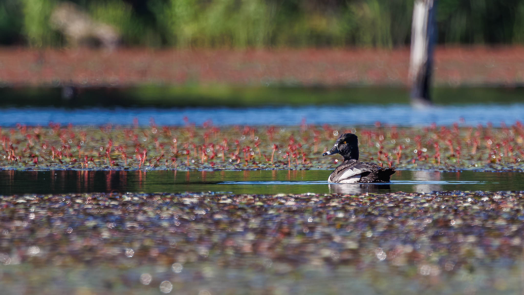 Ring-necked Duck - June Visitor Alone in the Marsh