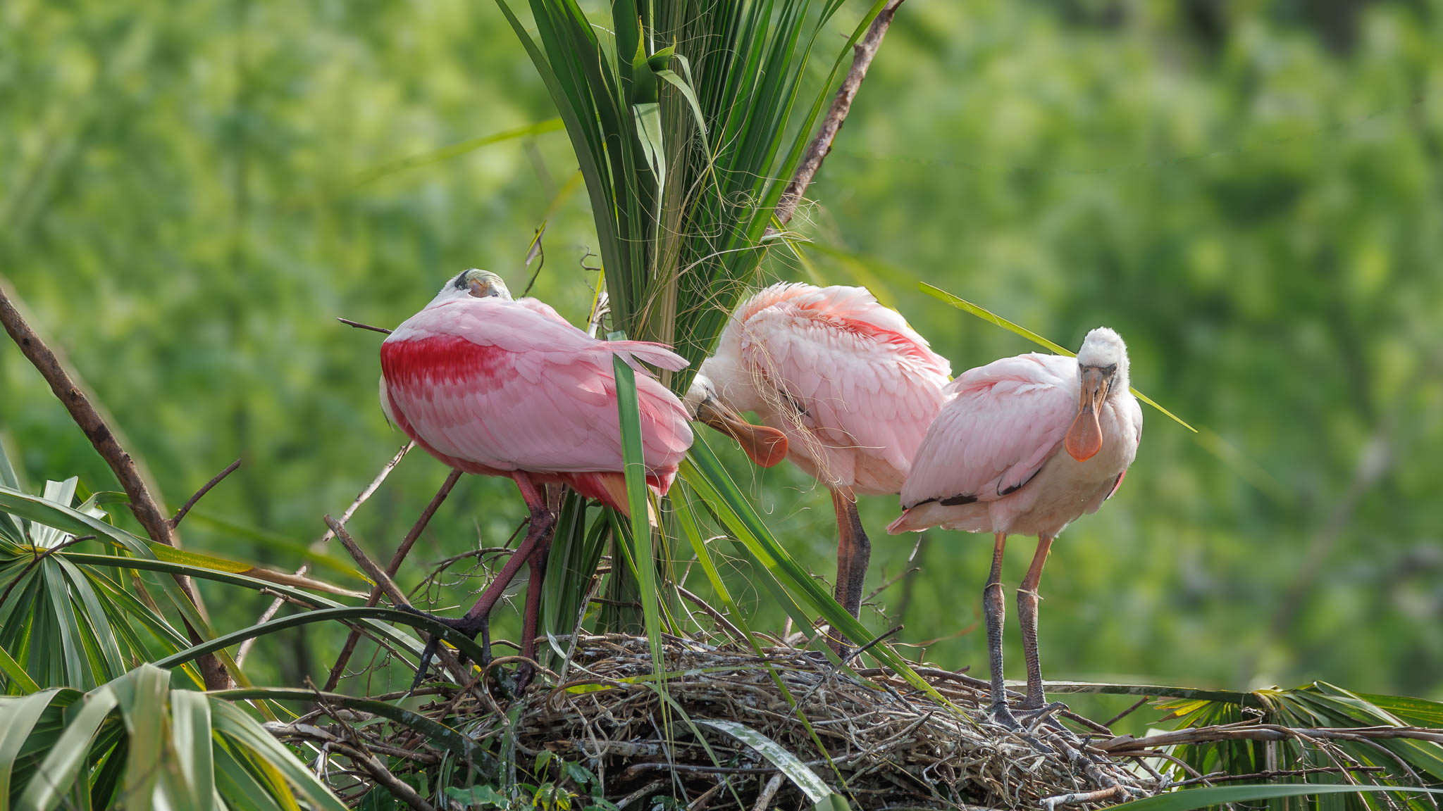 Roseate Spoonbill - A Crowded Nest