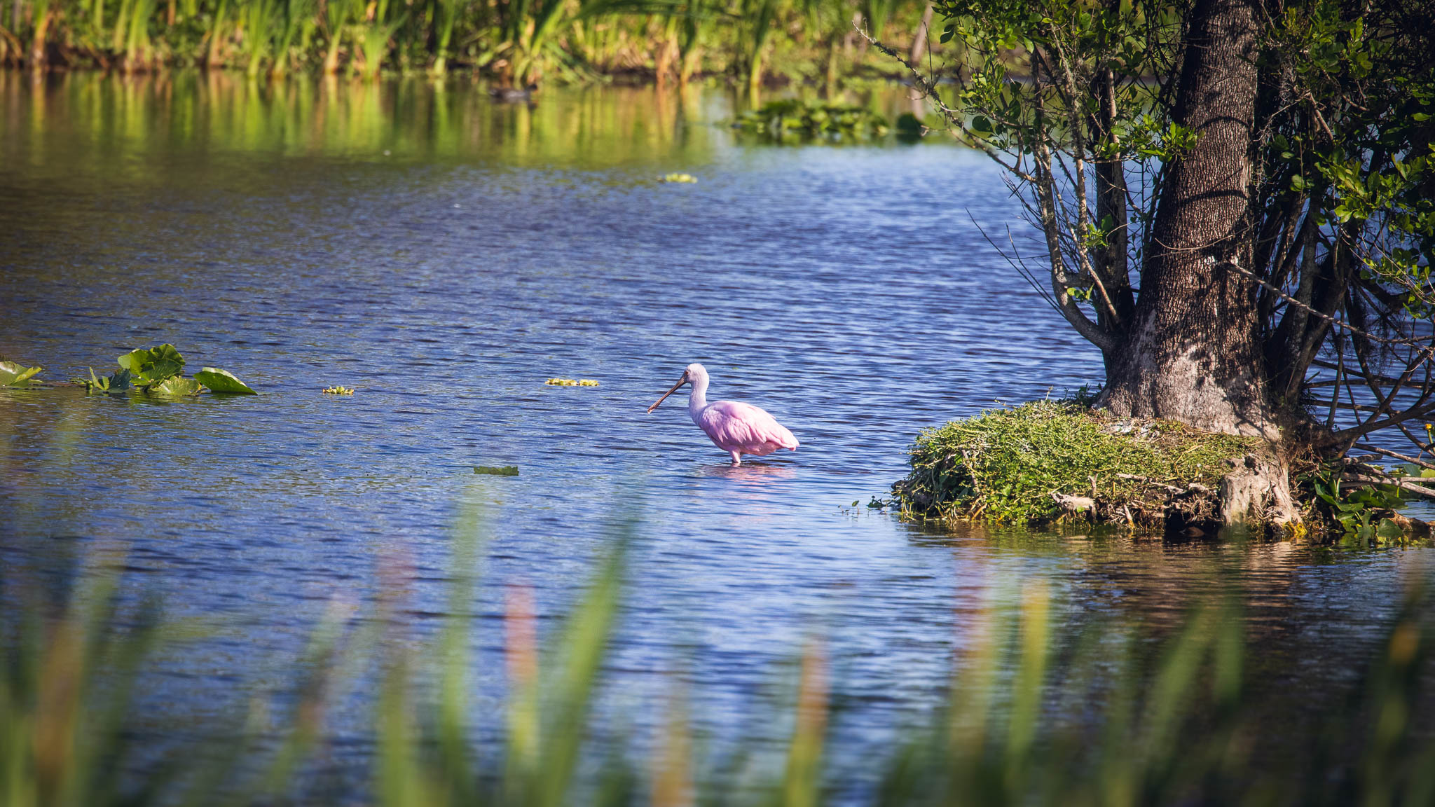 Roseate Spoonbill - Blush In Blue Water