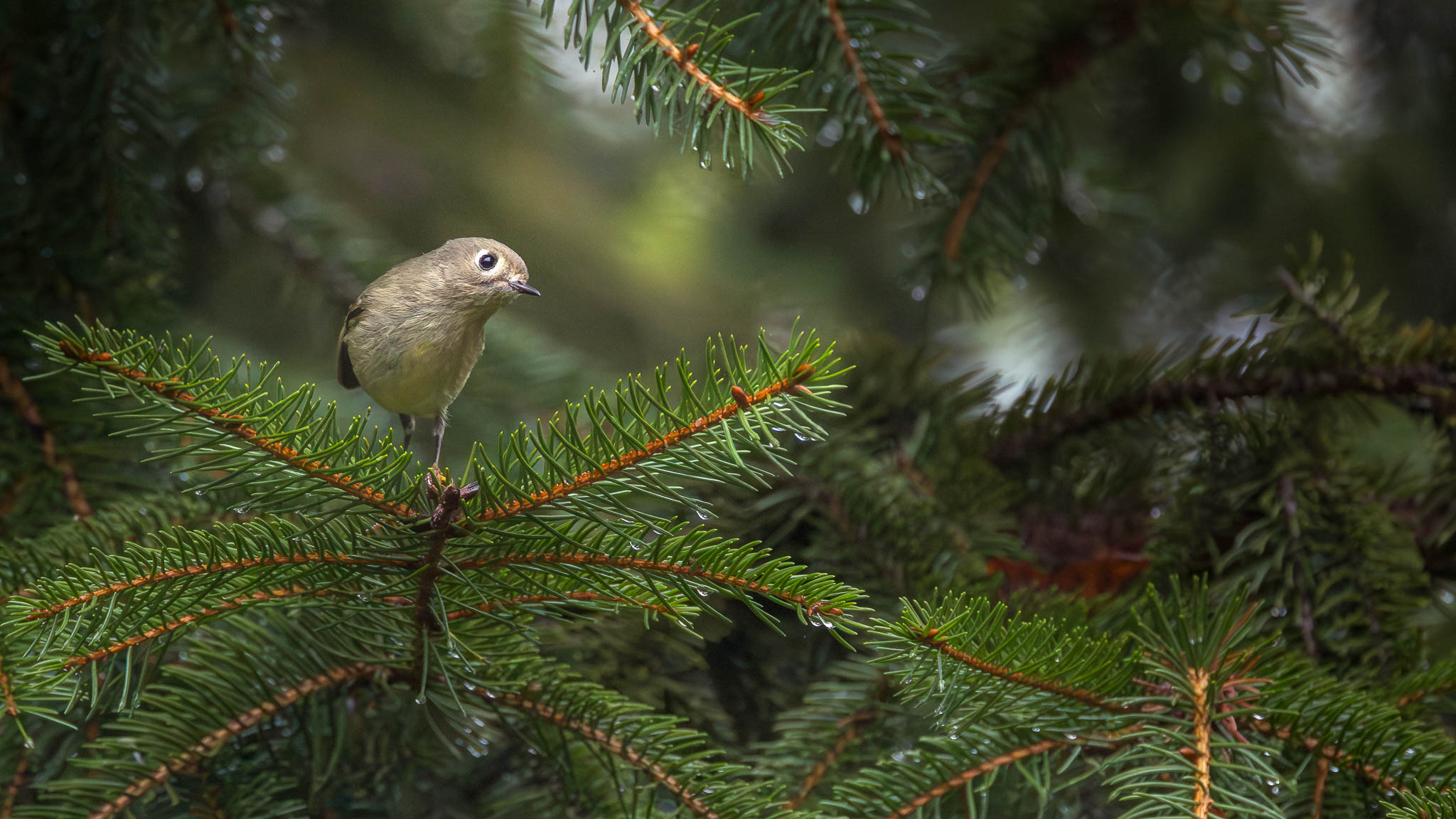 Ruby Crowned Kinglet - Inquisitive