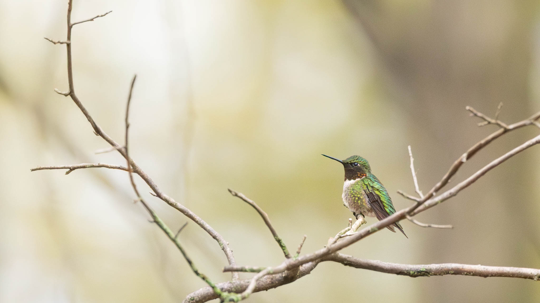 Ruby-Throated Hummingbird - A Pause Between Flights