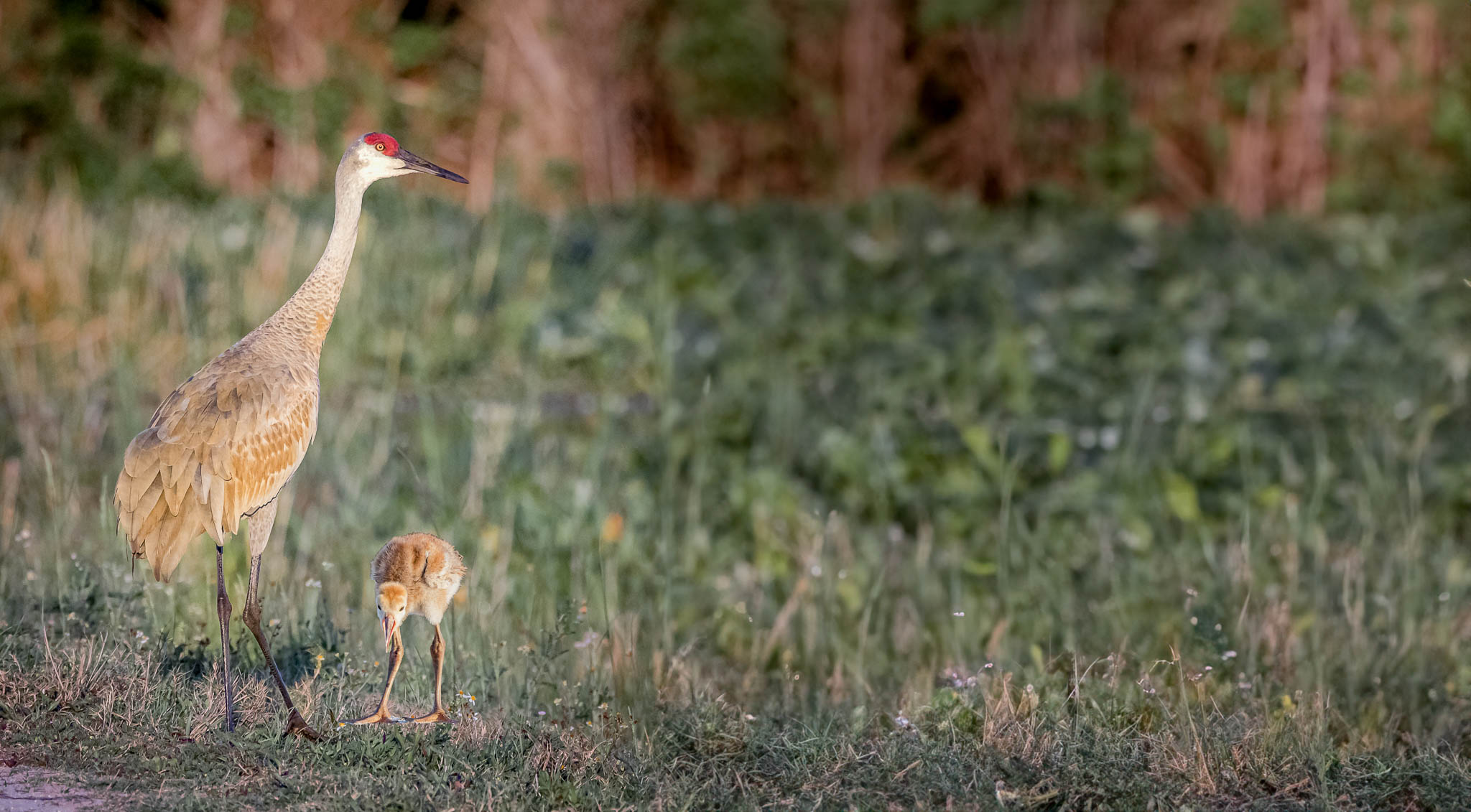 Sandhill Cranes - Under Her Care