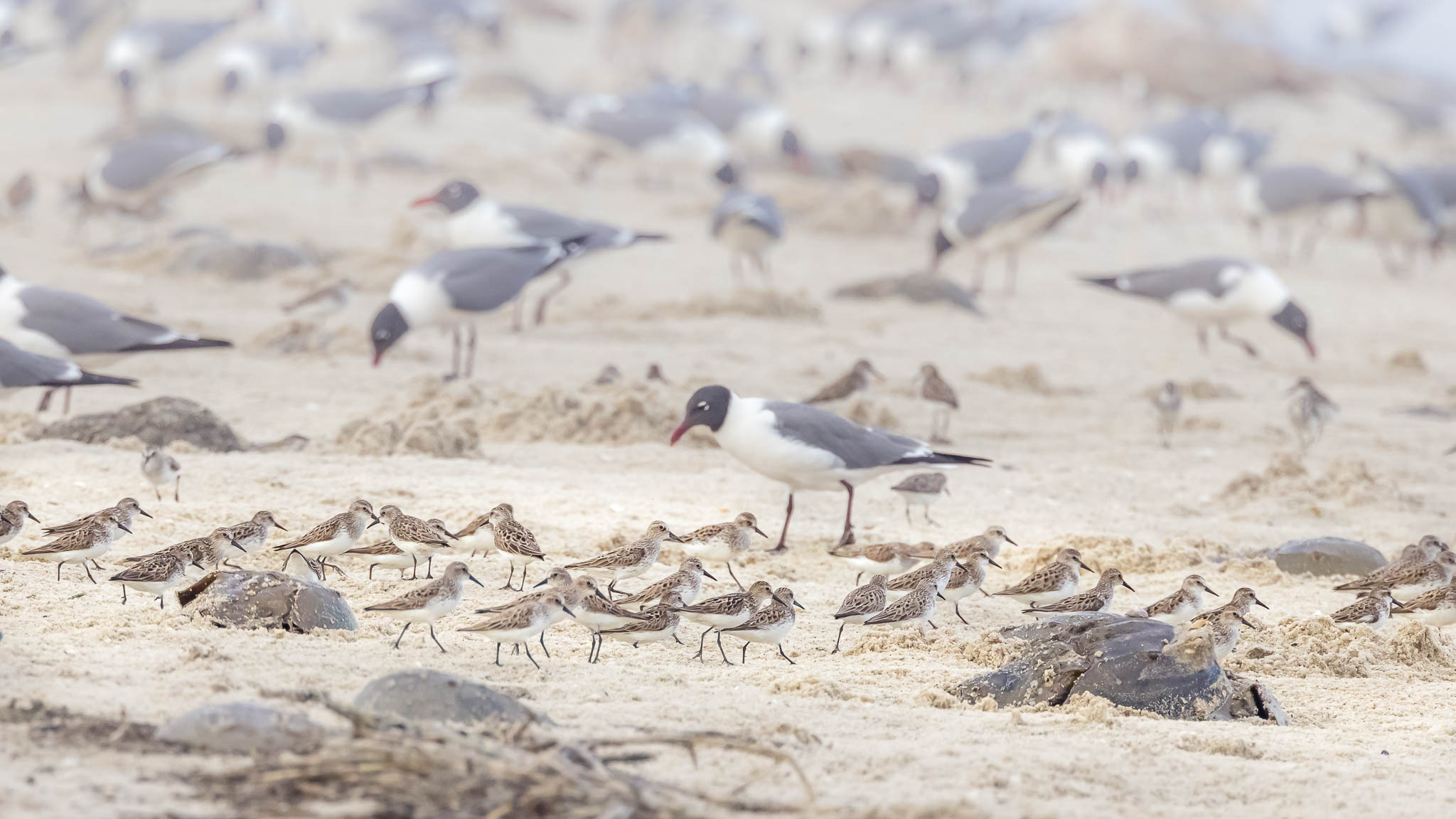 Semipalmated Sandpipers - Herding Sandpipers