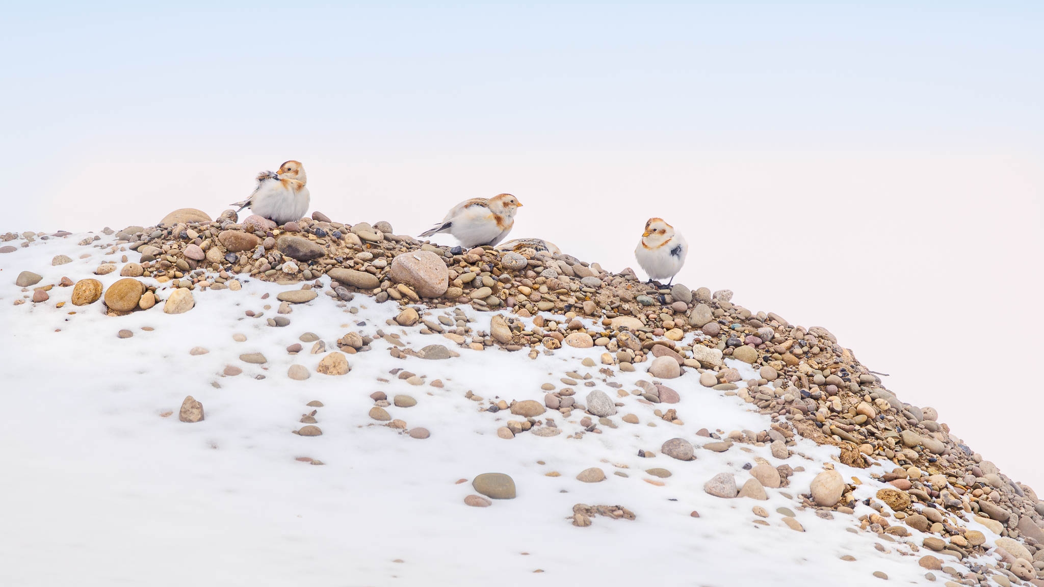 Snow Buntings - Winter Perch