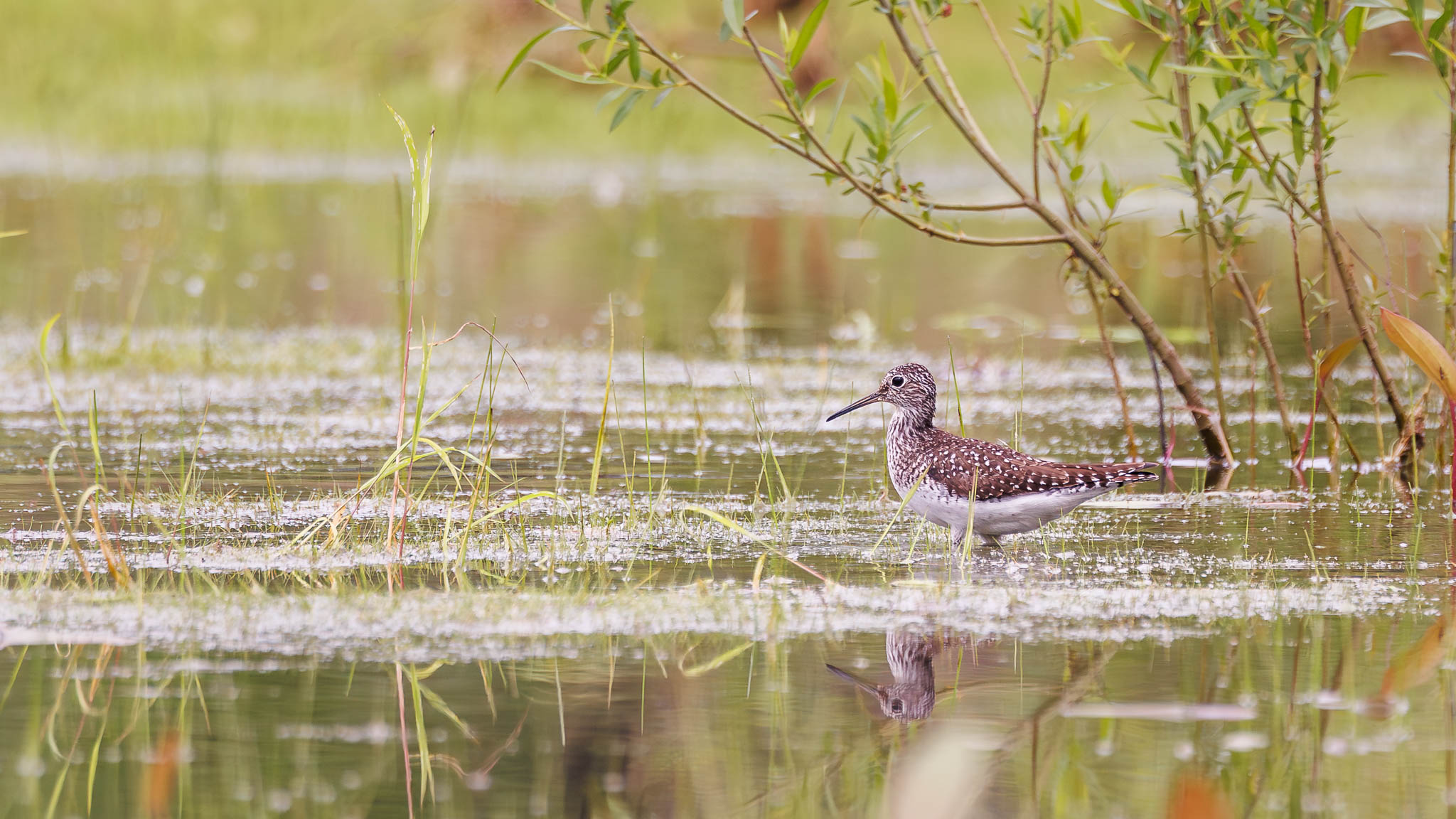Solitary Sandpiper - Foraging Alone