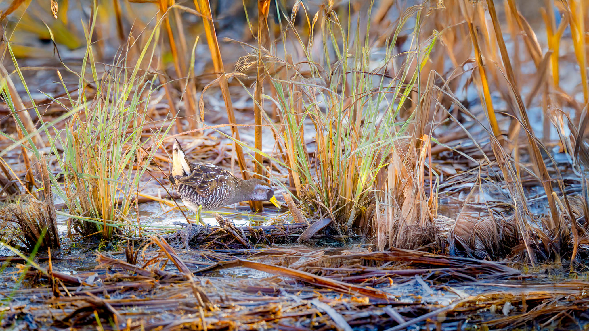 Sora - Hidden In Plain Sght