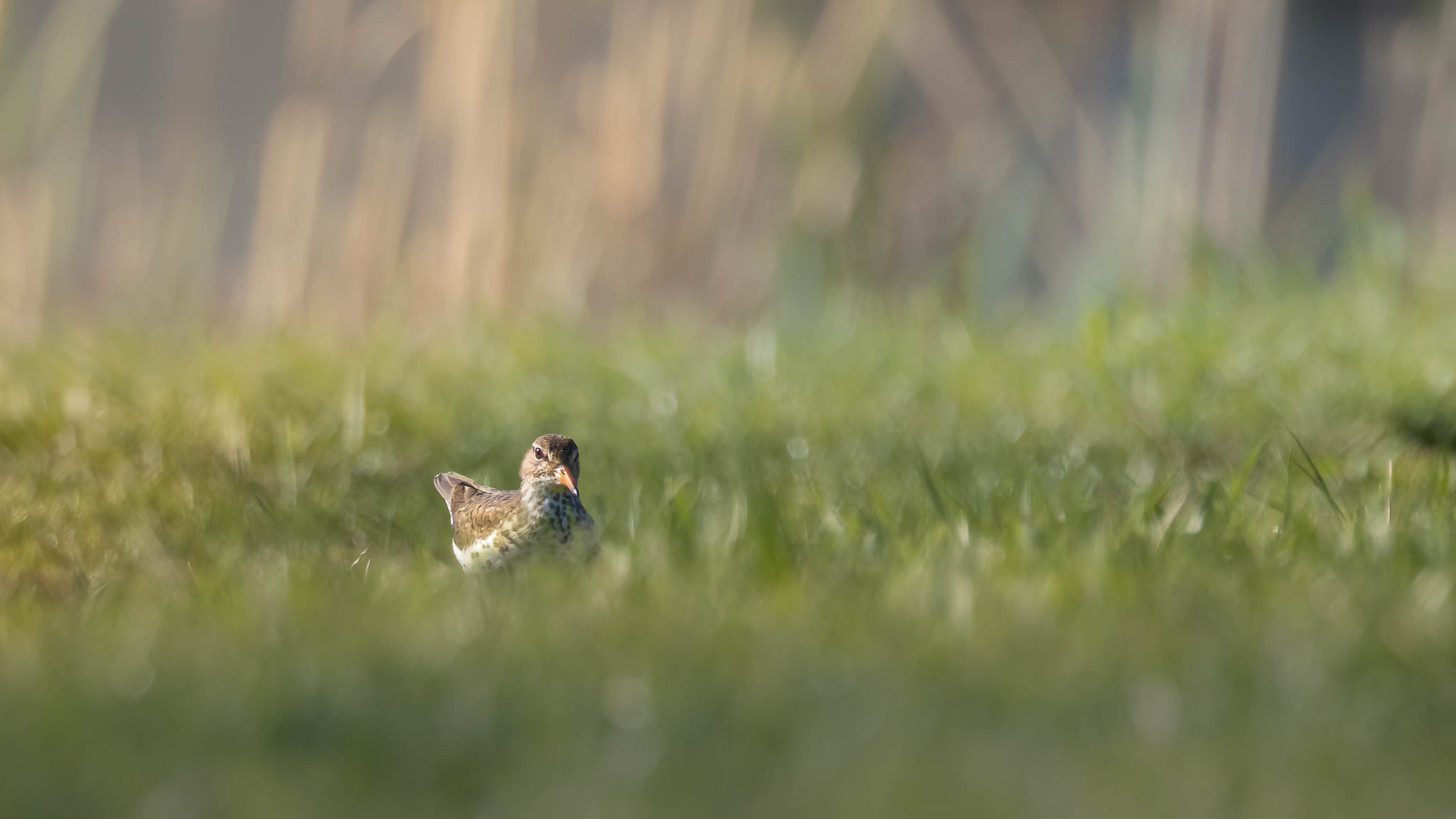 Spotted Sandpiper - Low In The Grass