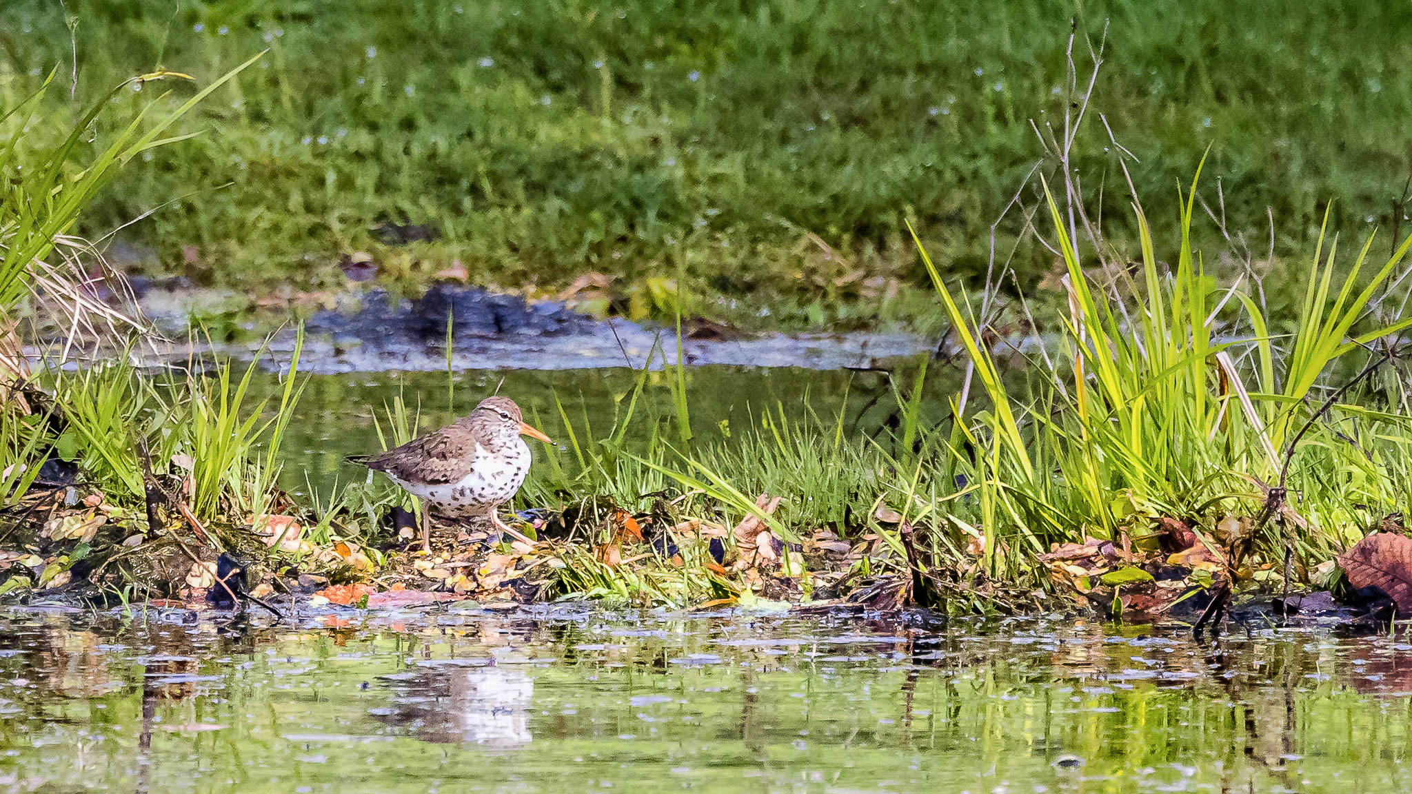 Spotted Sandpiper - At Home Lakeside