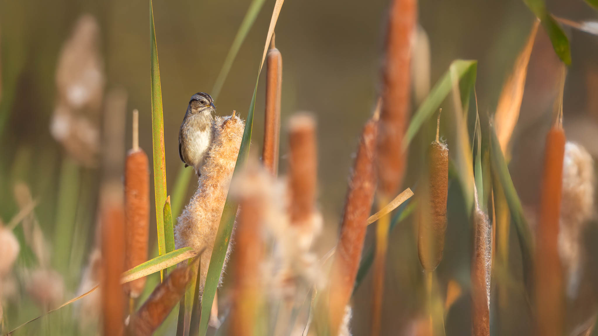 Swamp Sparrow - Picking At The Cattails