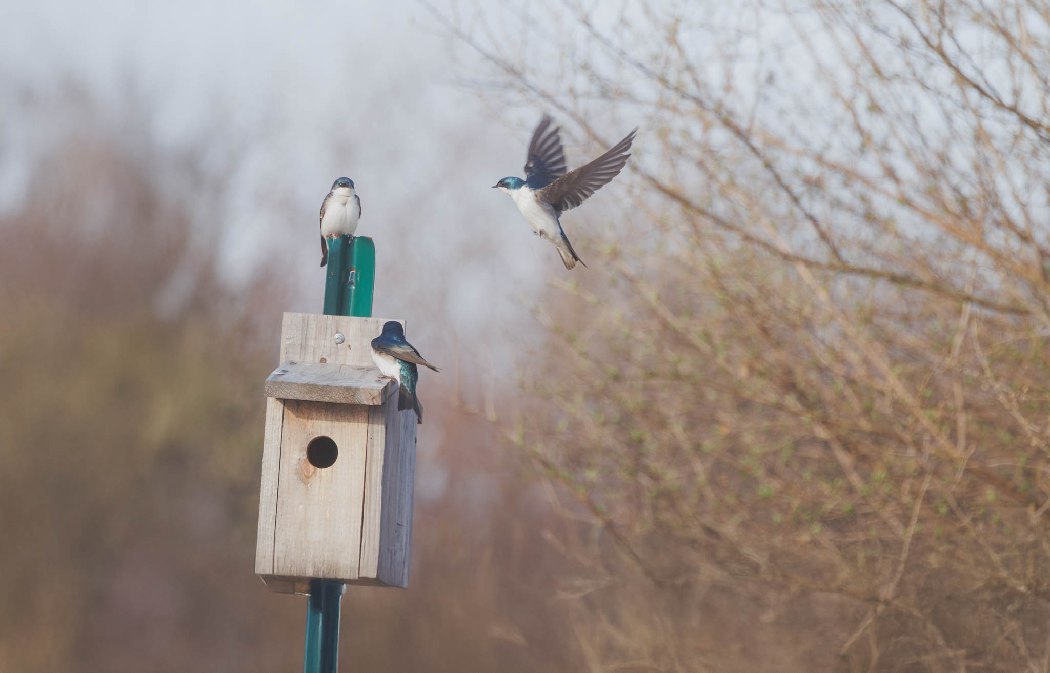 Tree Swallows - Coming Home