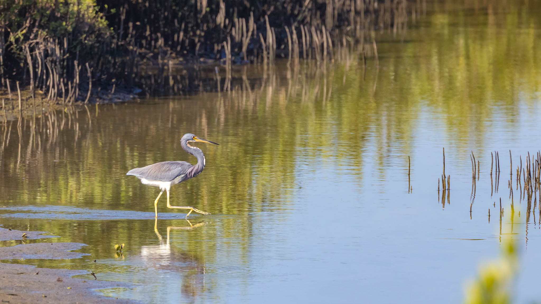 Tri Colored Heron - Reflections Of Patience