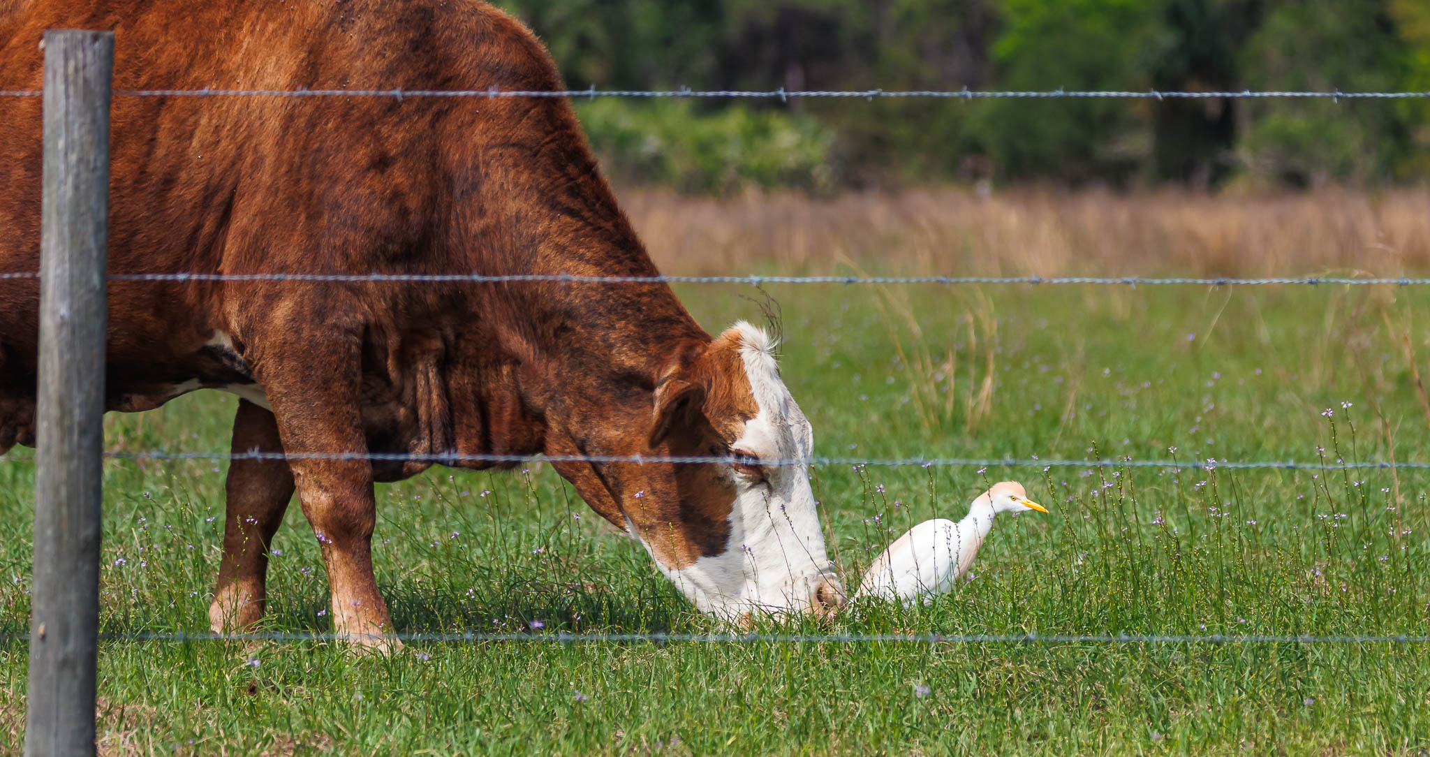 Western Cattle Egret - A Good Match