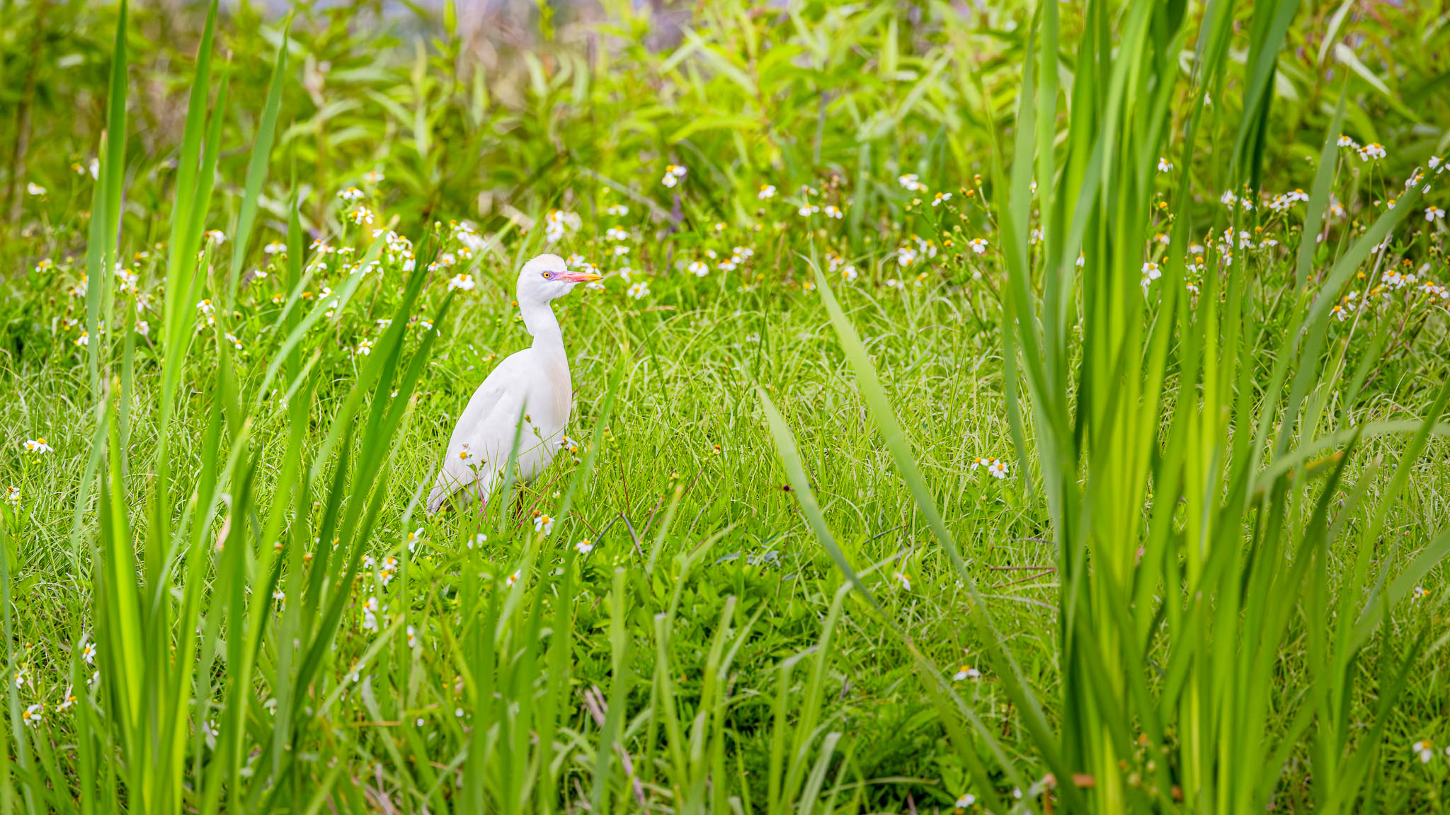 Western Cattle Egret - Quiet Among The Wildflowers