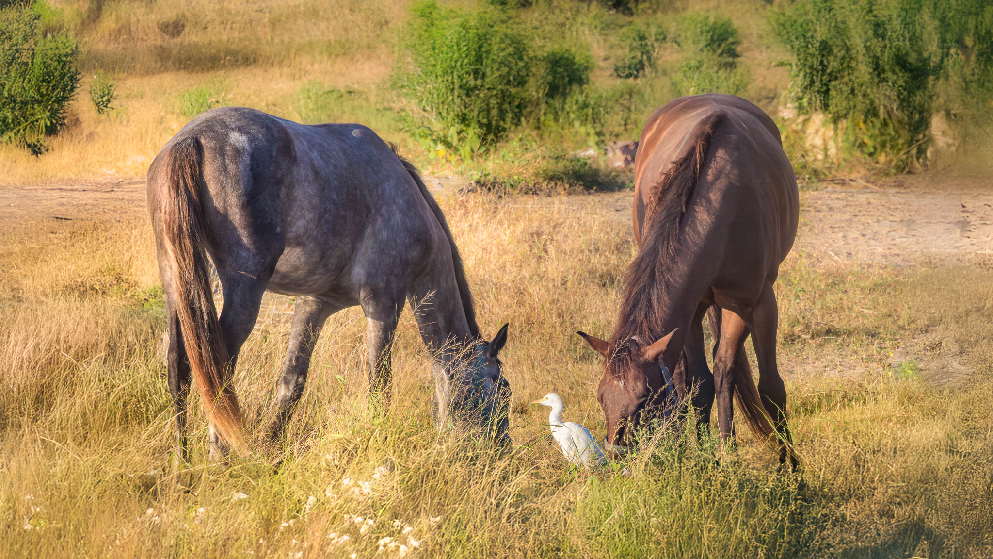 Western Cattle Egret - An Unlikely Trio