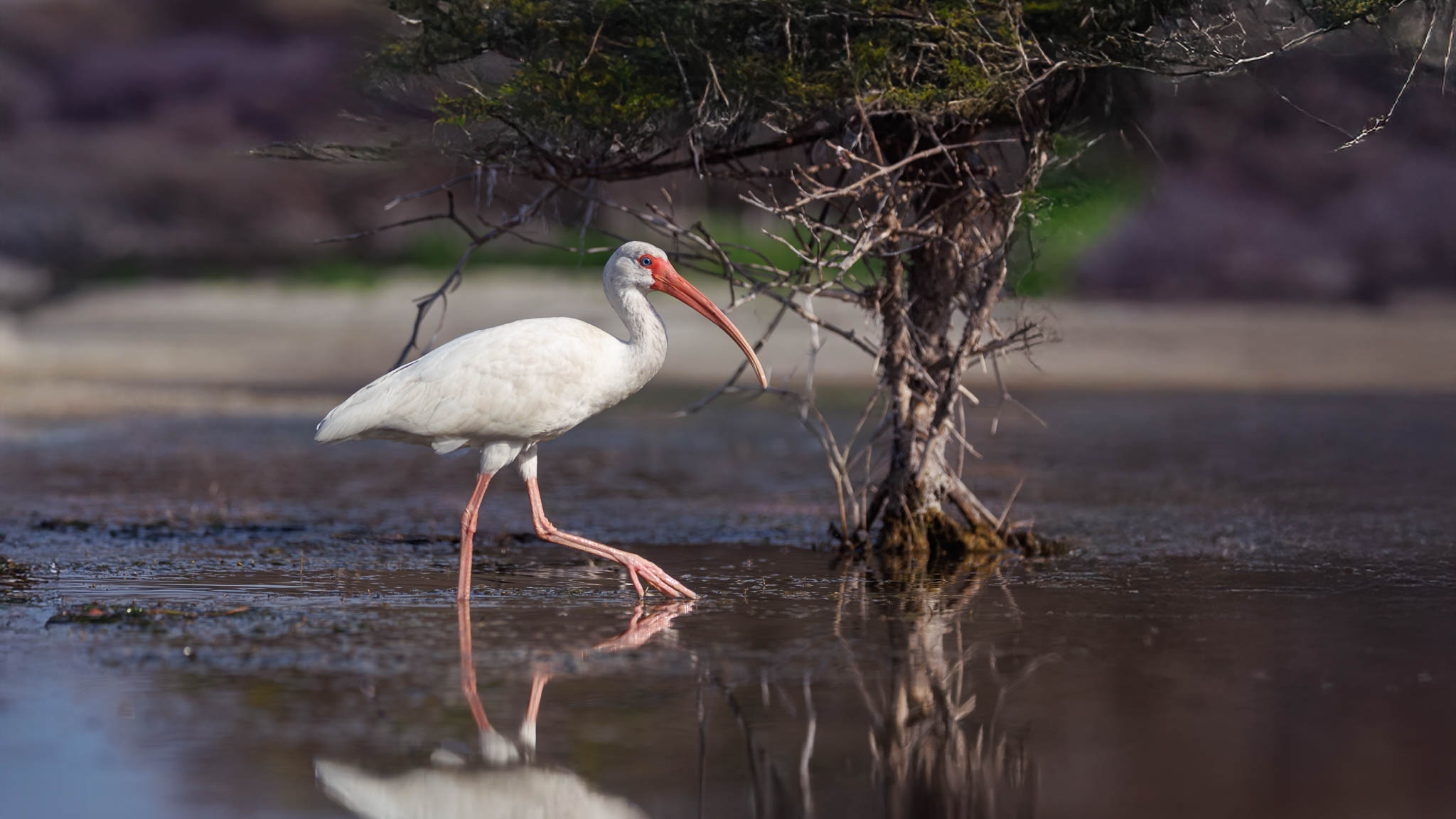 White Ibis - Paradise