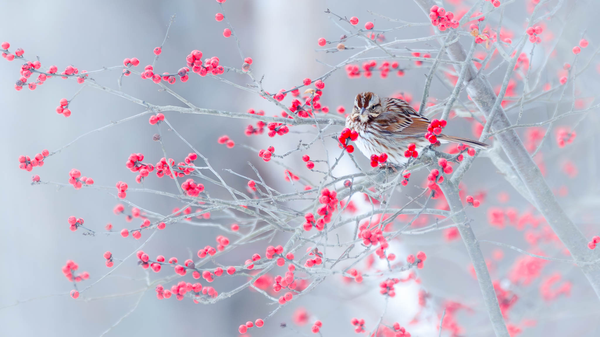 White Throated Sparrow - Among The Winterberries