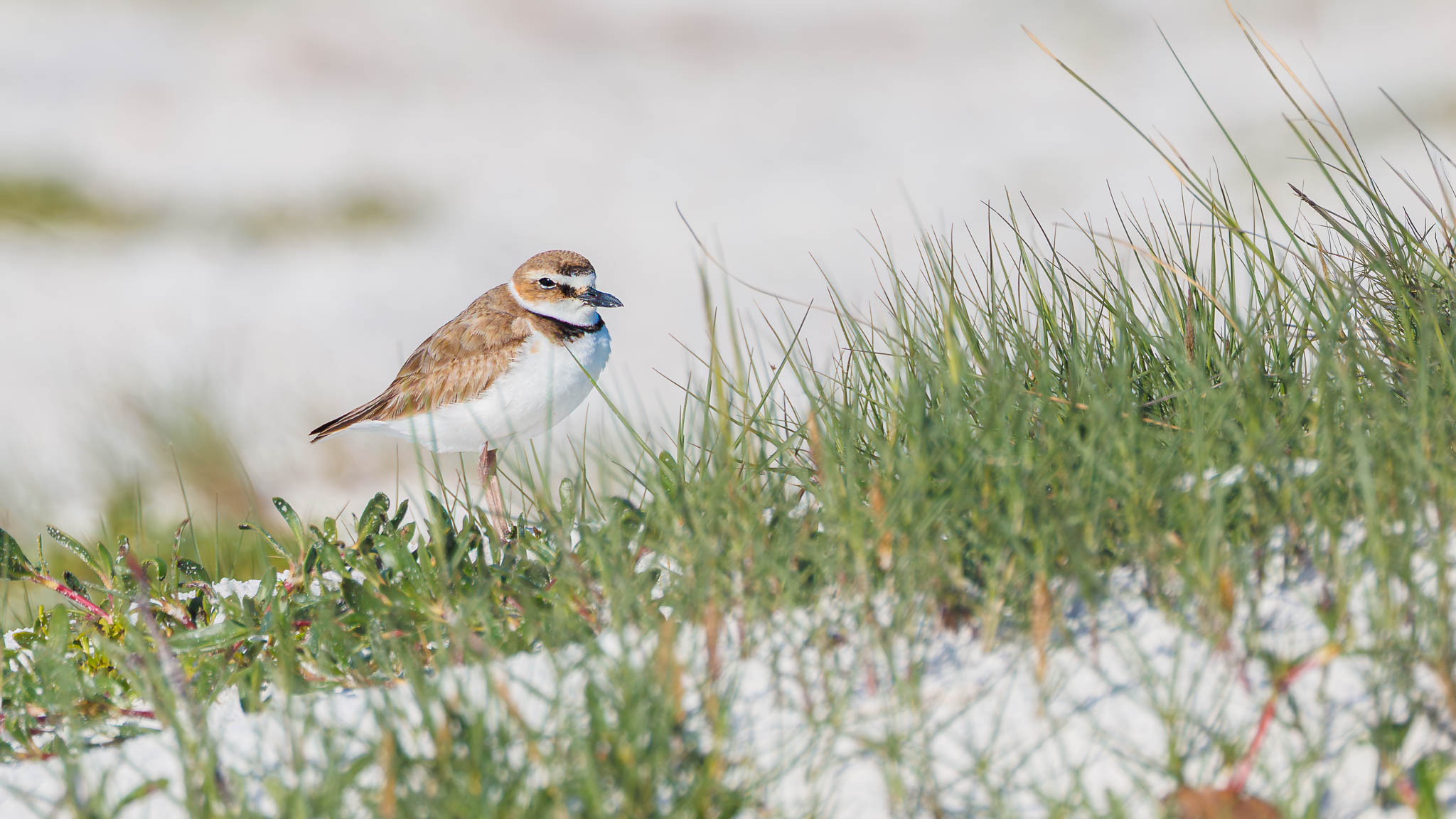 Wilson's Plover - Among The Dunes