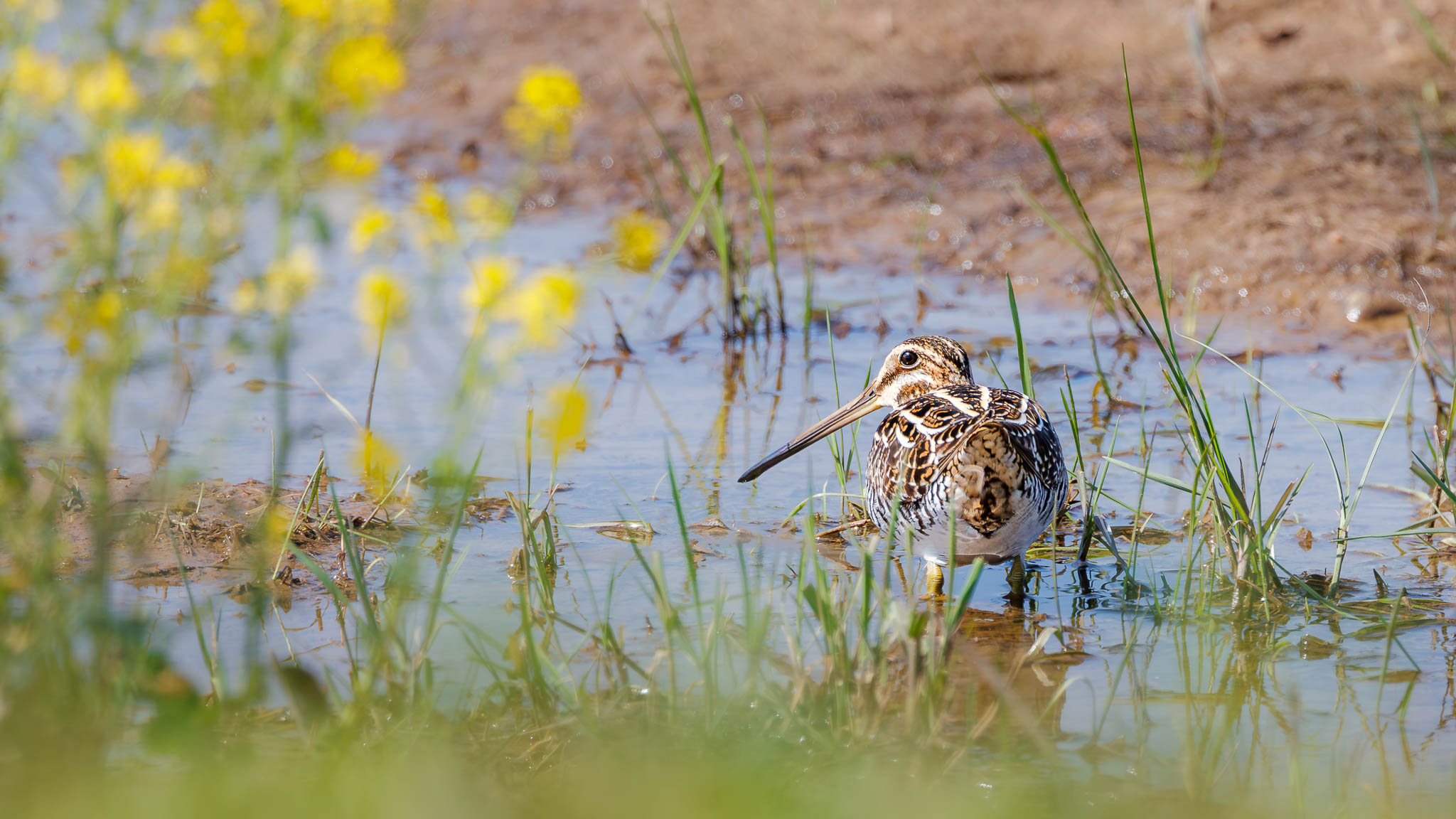 Wilson's Snipe - The Perfect Picnic Spot