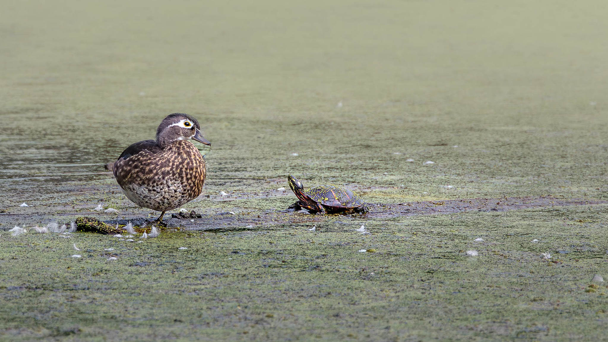 Wood Duck - Neighbors In The Marsh