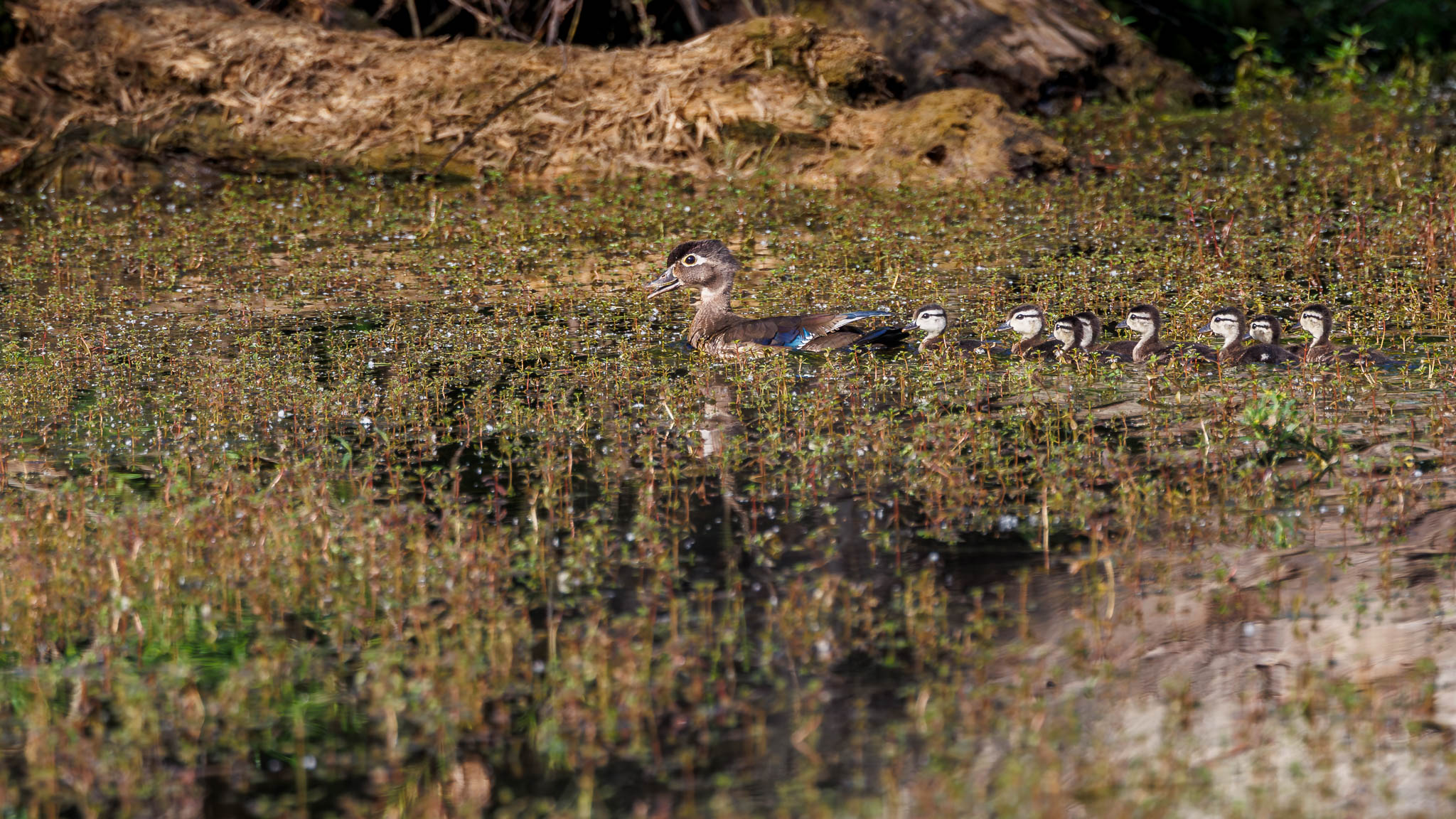 Wood Duck - Come Along Kids