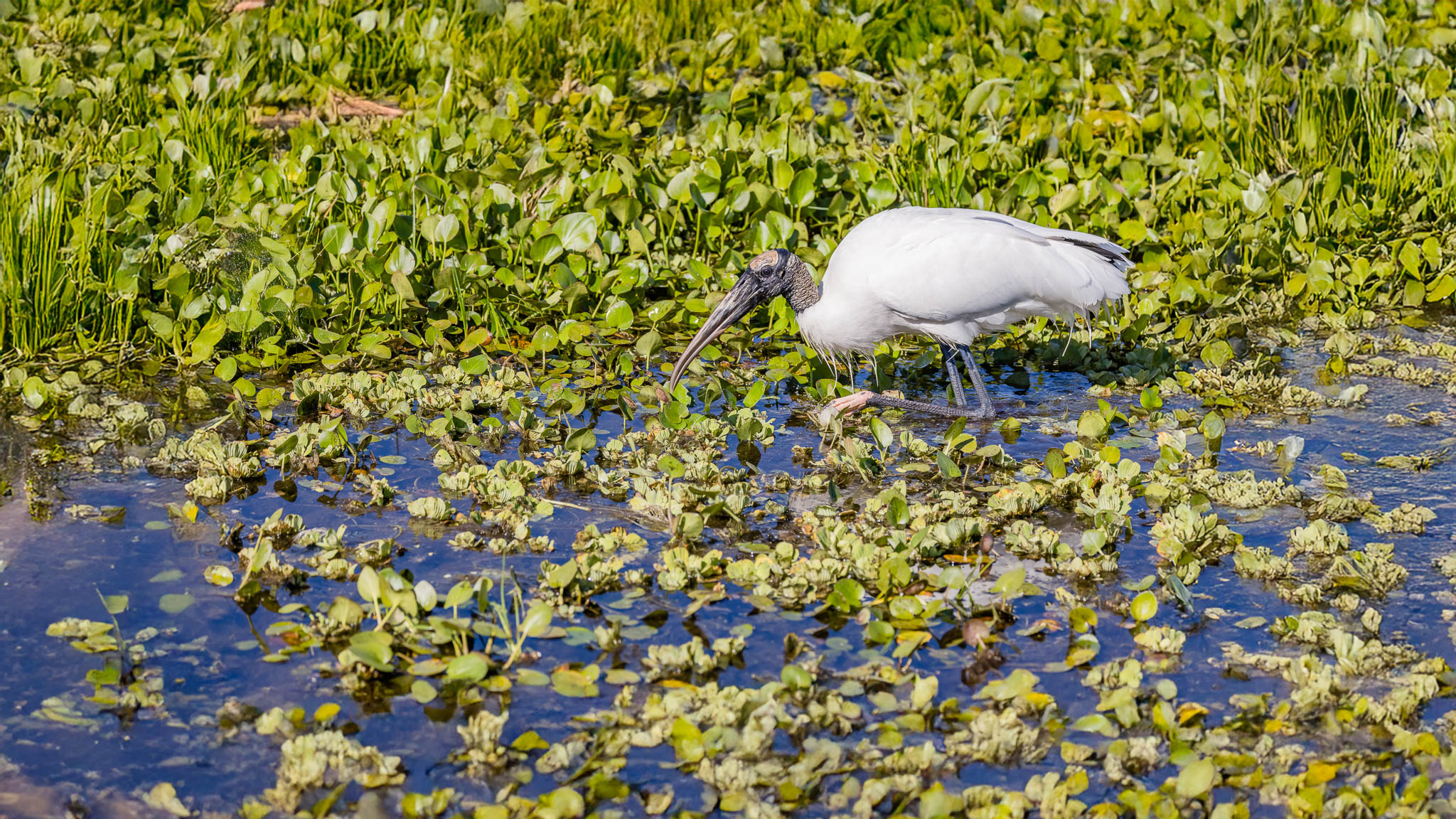 Wood Stork - Wetland Forager