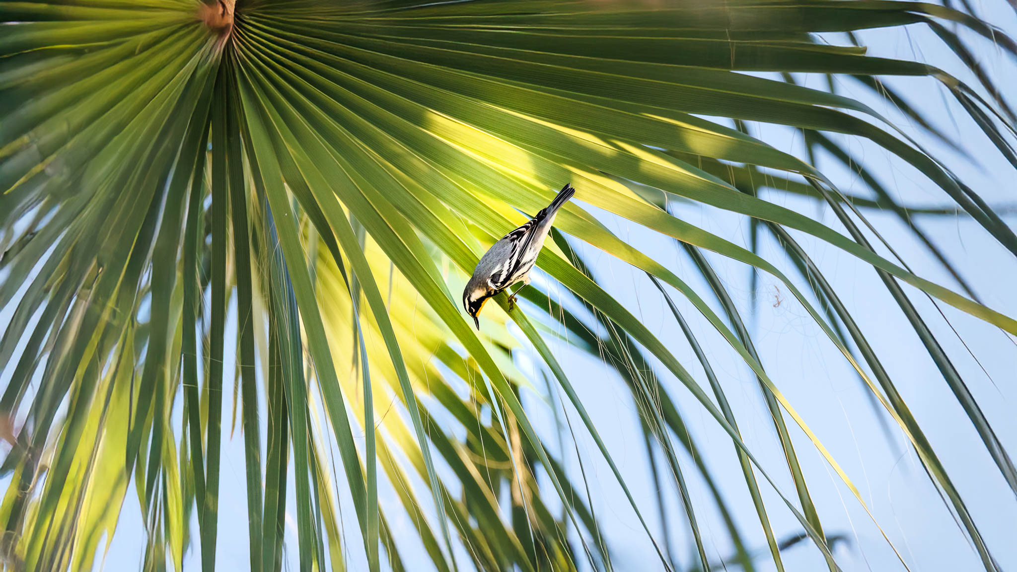 Yellow Throated Warbler - A Warbler Goes Tropical