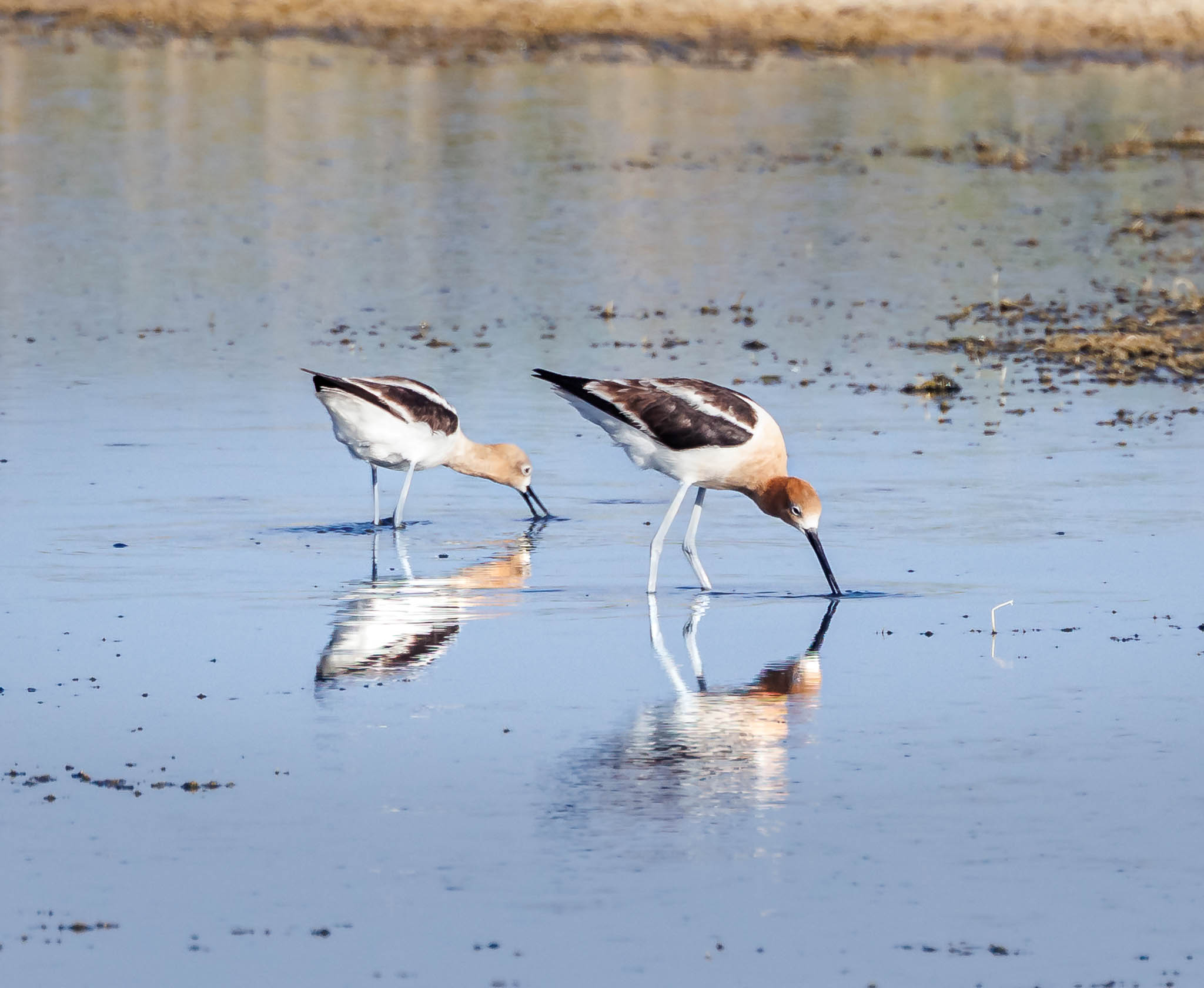 American Avocet