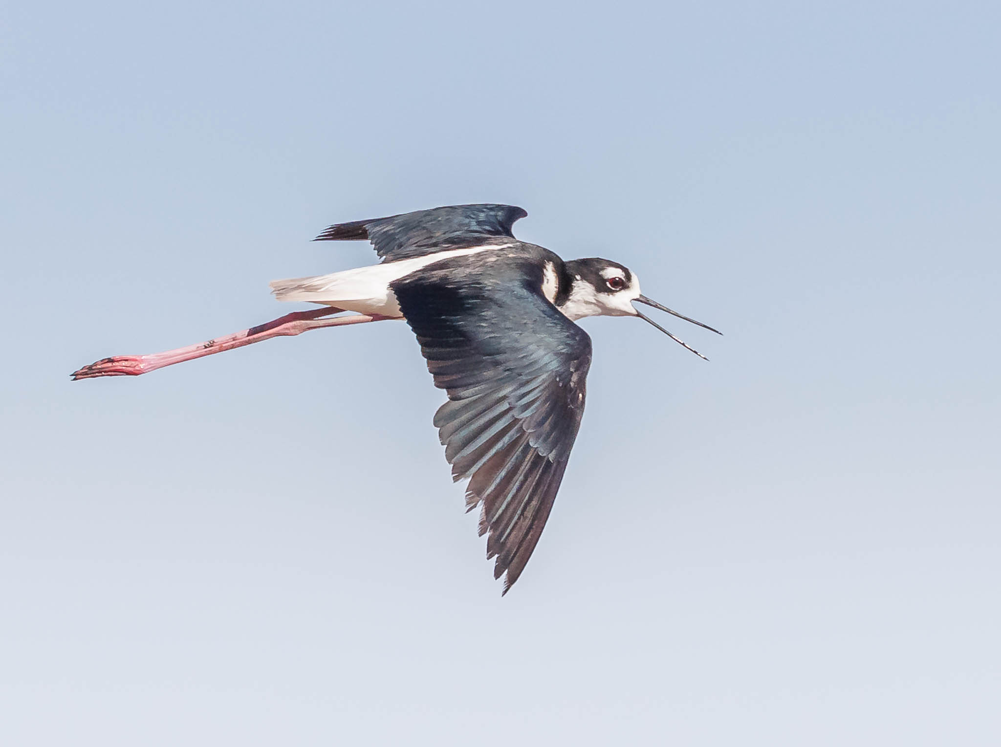 Black-necked Stilt