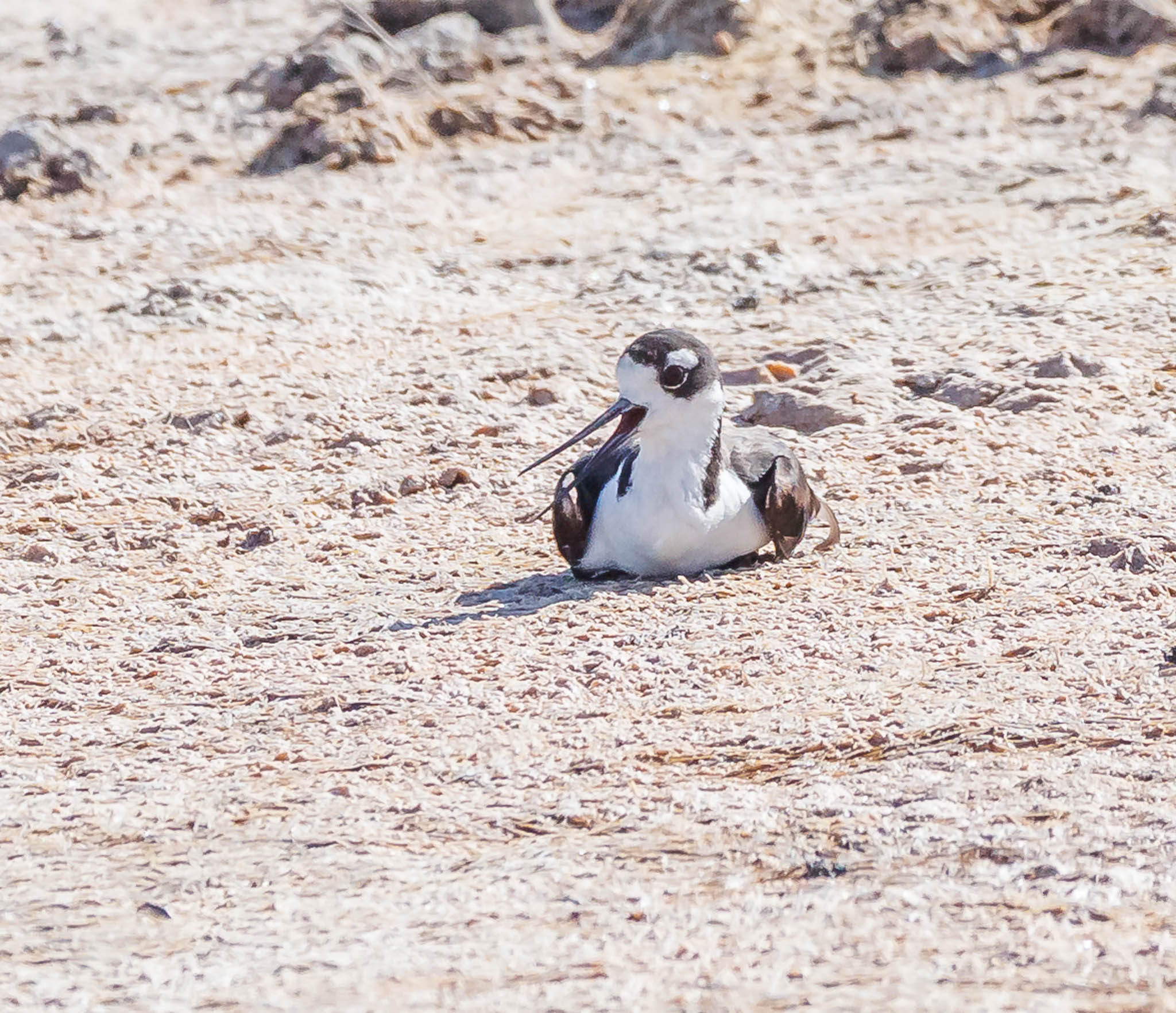 Black-necked Stilt