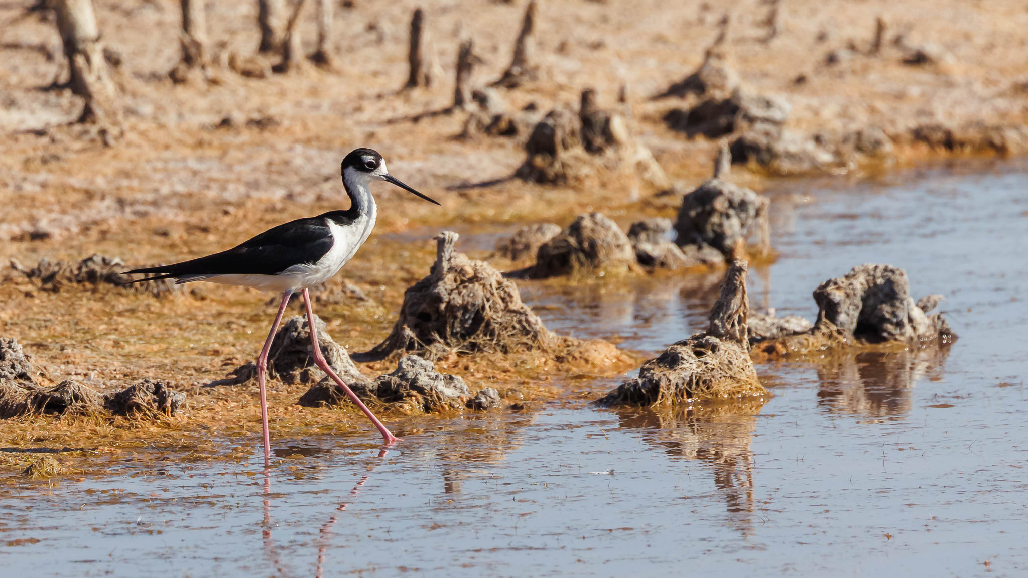 Black-necked Stilt