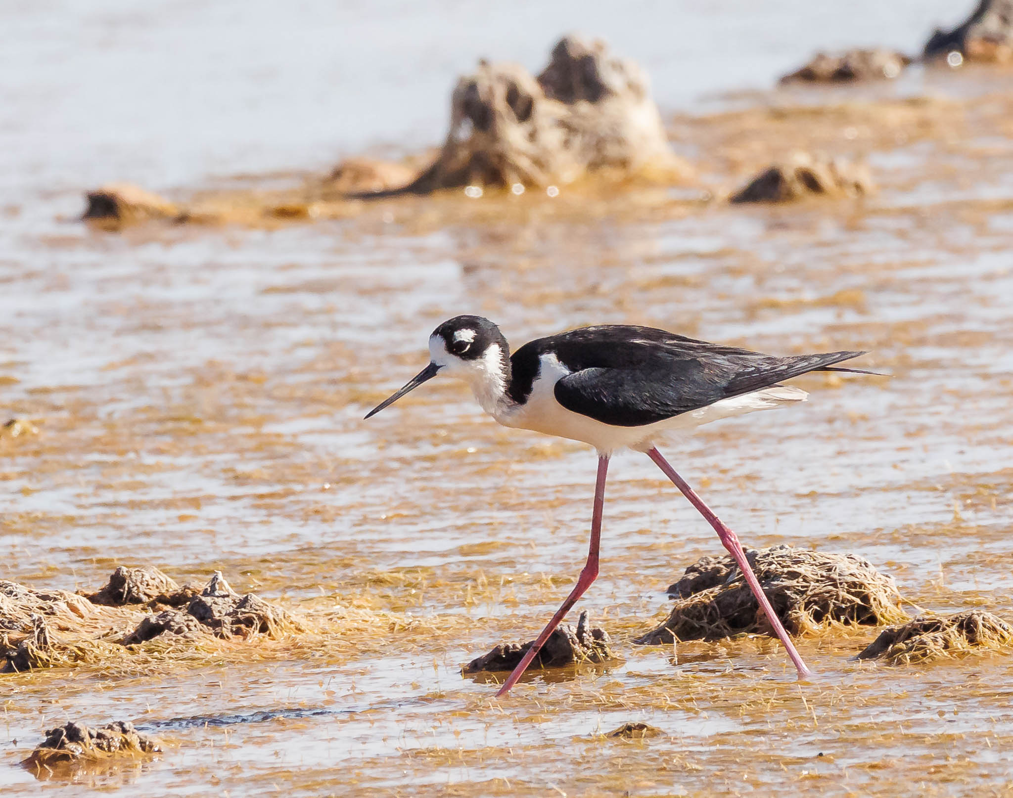 Black-necked Stilt