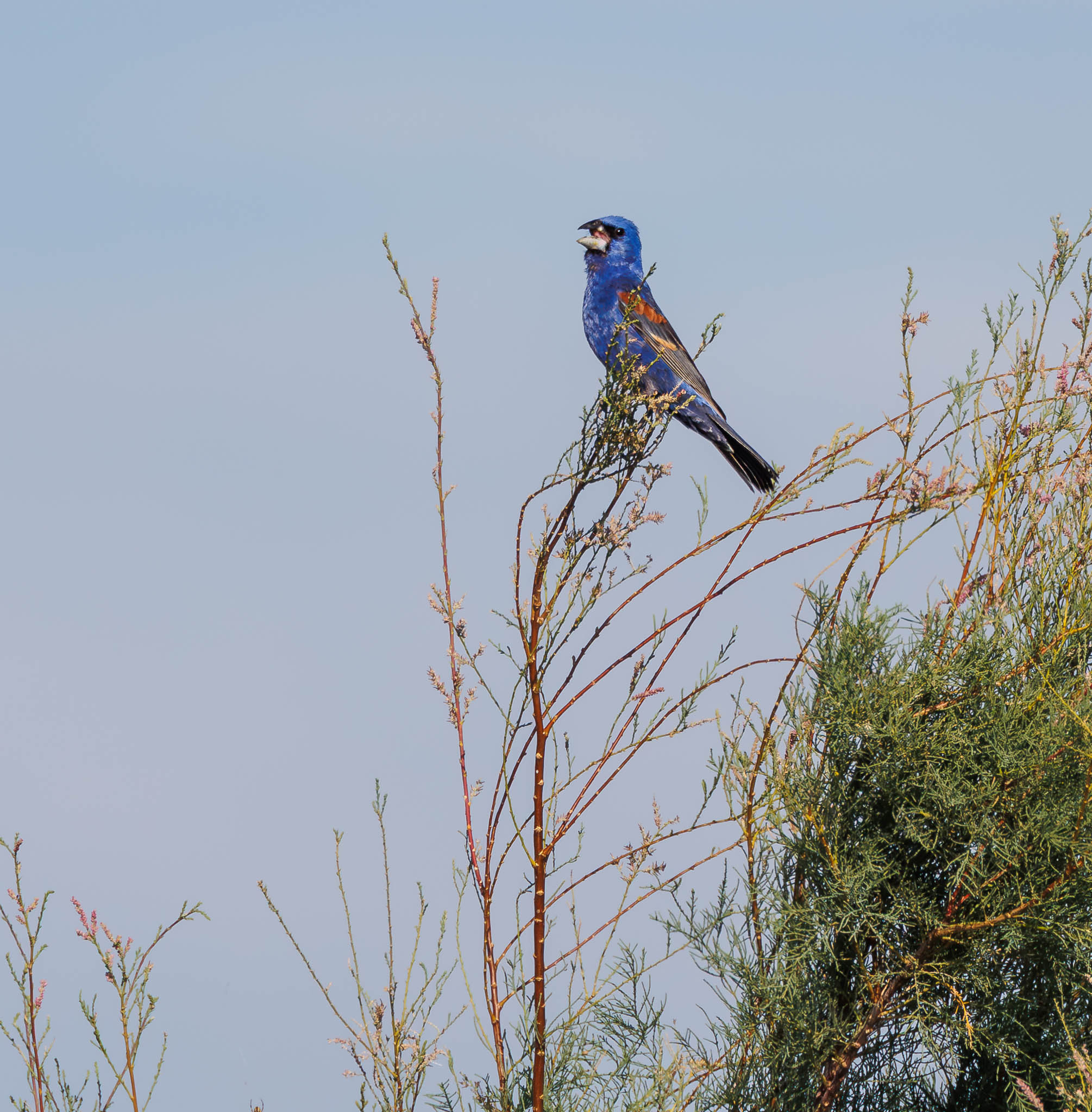 Blue Grosbeak