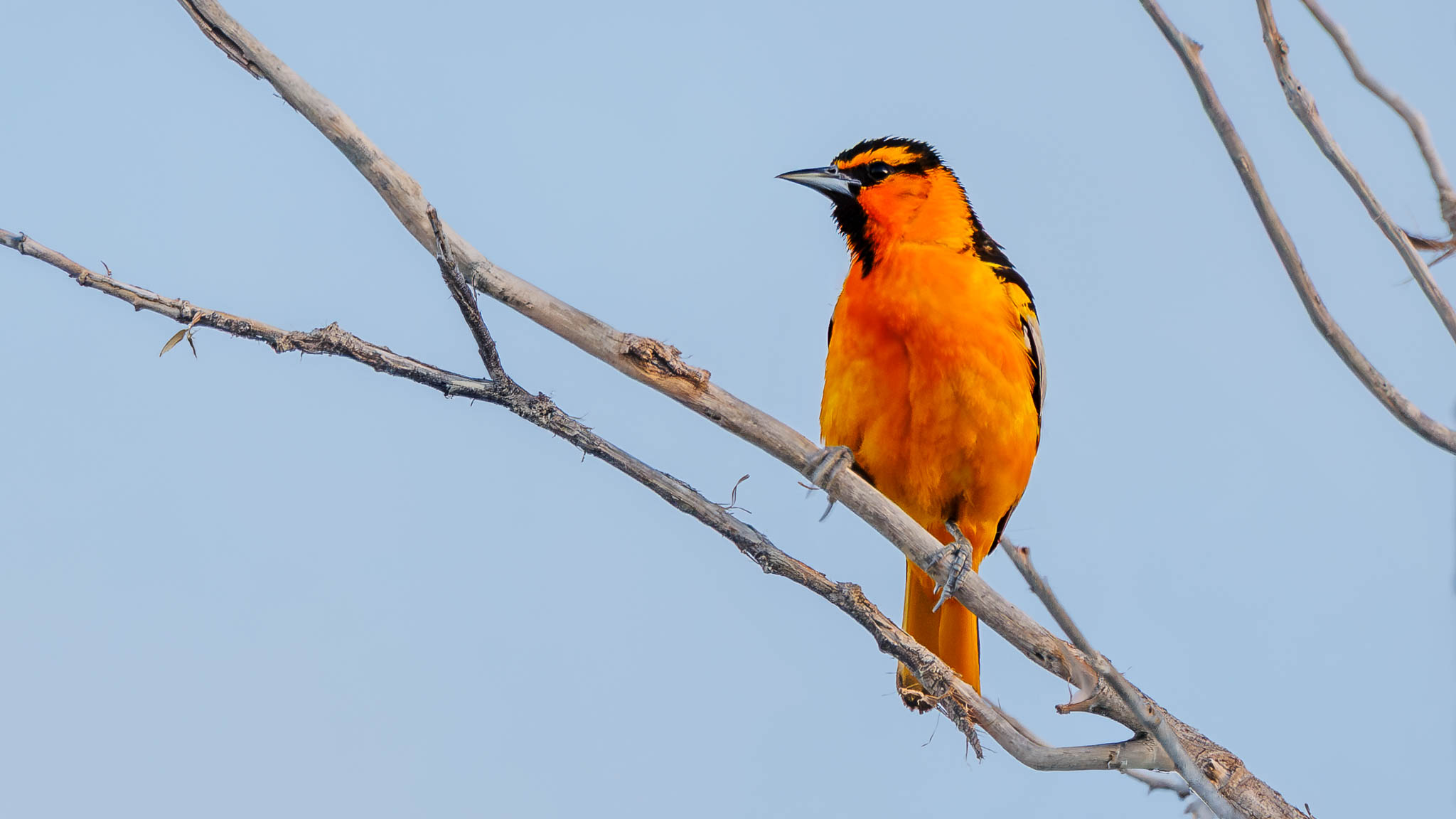 Bullock's Oriole