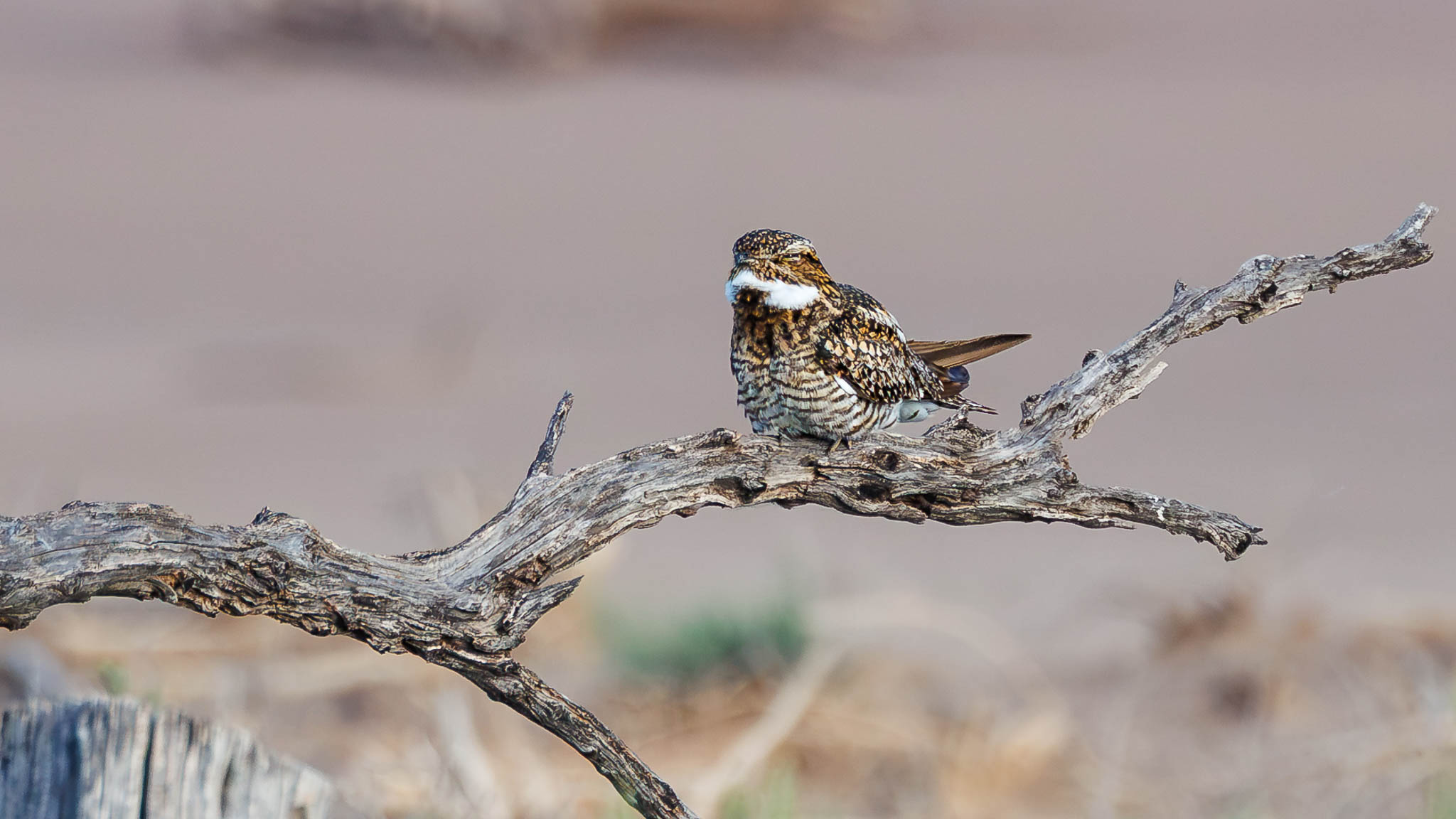Common Nighthawk
