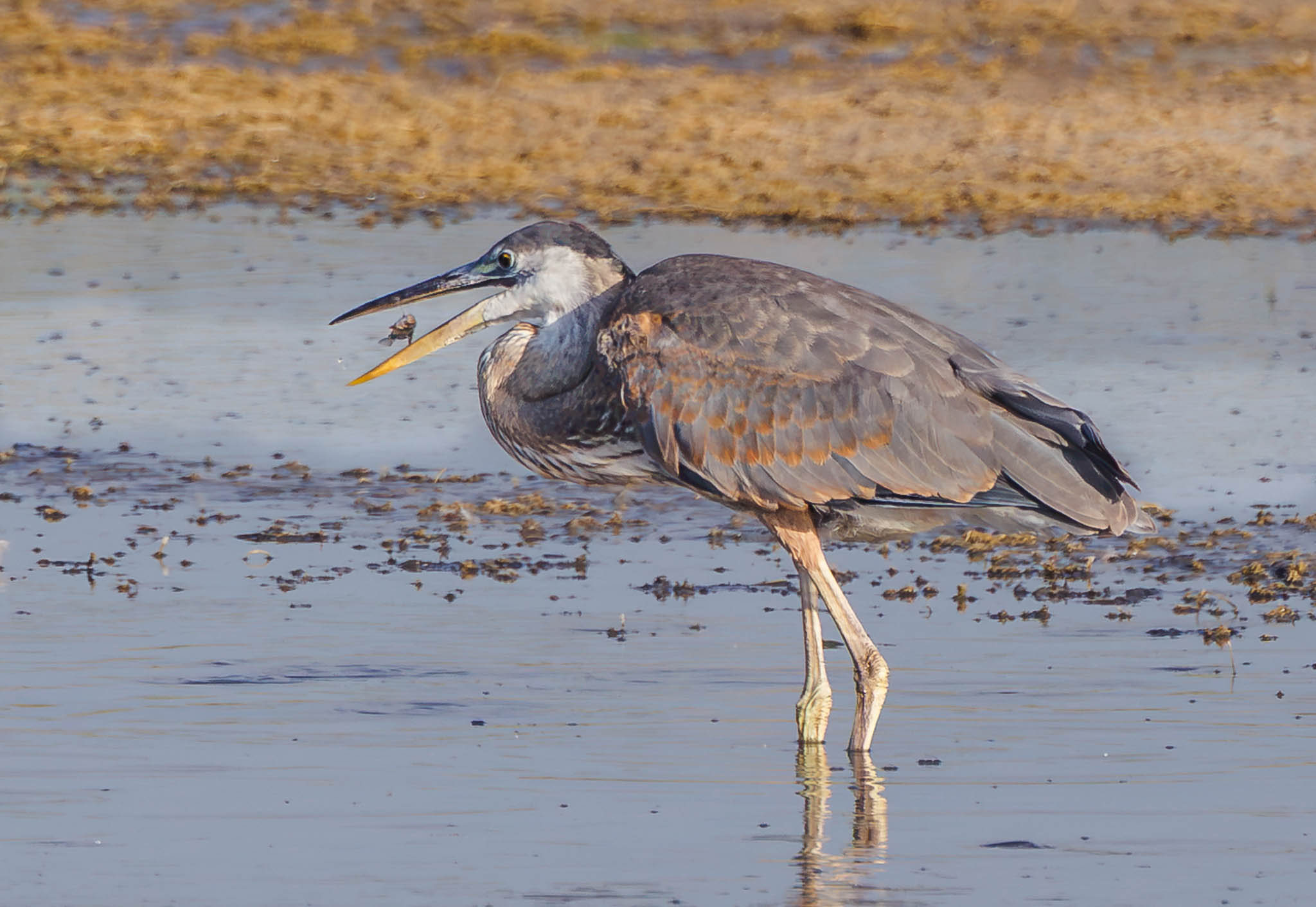 Great Blue Heron