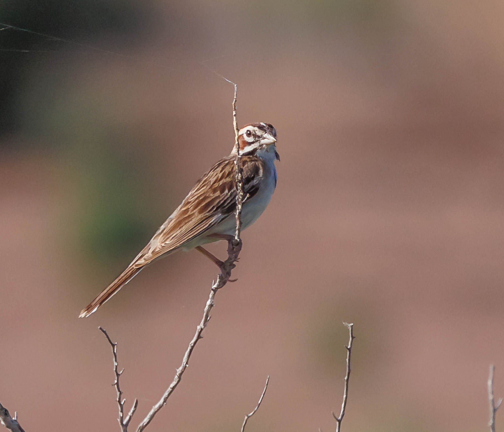 Lark Sparrow