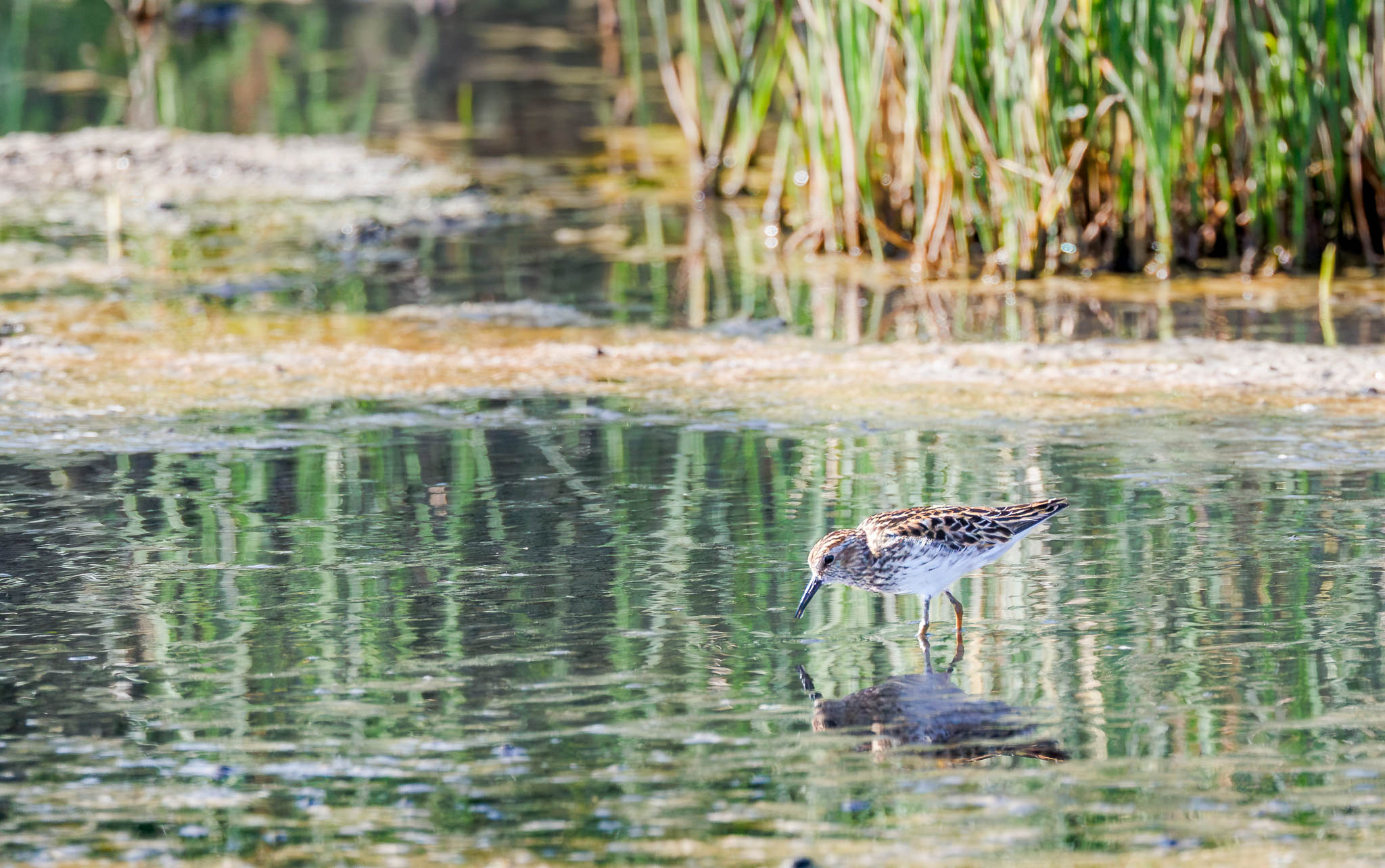 Least Sandpiper